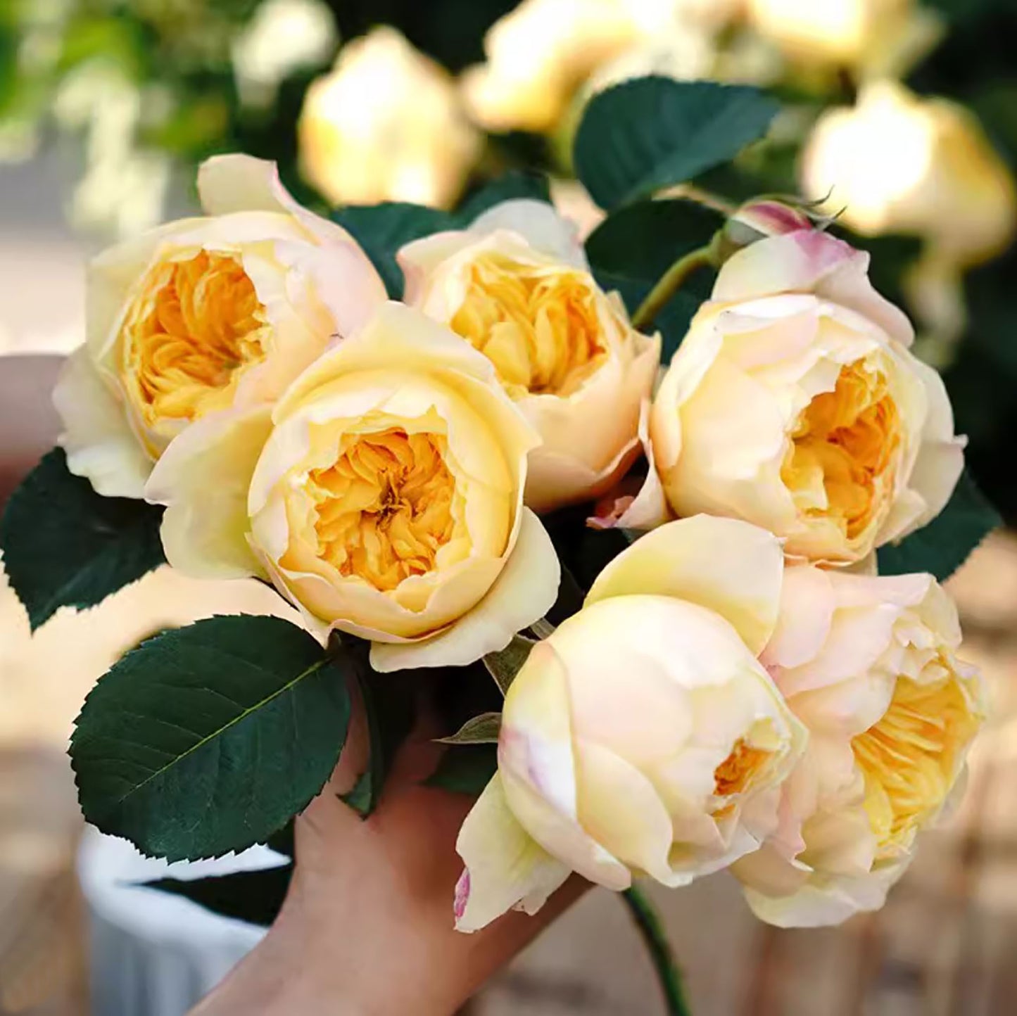 Bird's Whisper 雀啾 , Shrub Rose, Long Blooming Period, Resilience To High Humidity And Heat,Strong Disease Resistance, Own Root.