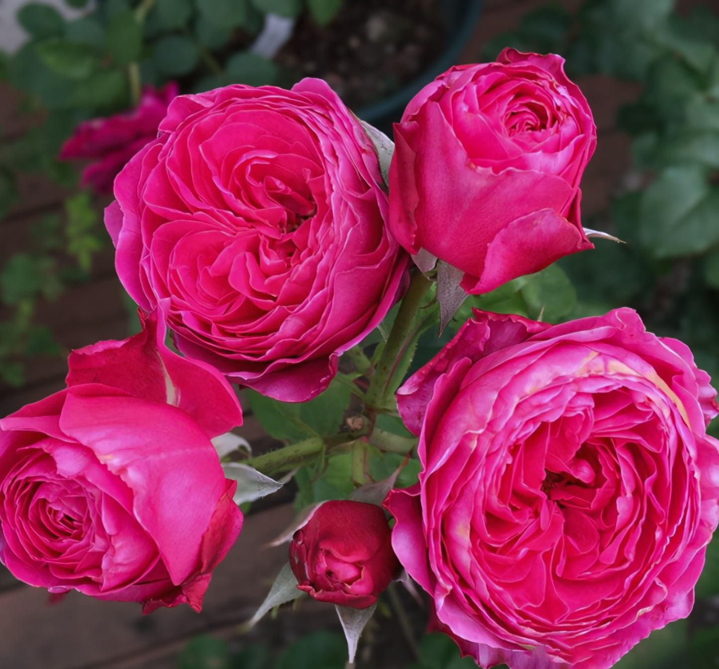 #SPJ110,Yu-zen 友禅, Japanese Florist Shrub Rose, Non-Grafted/Own Root.
