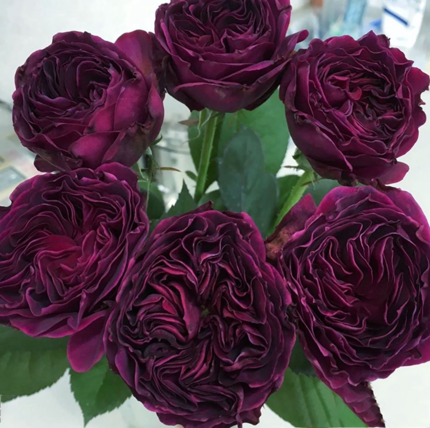 #SPJ079, Hiraku 蓝莓戒指, Japanese Florist Shrub Rose, Non-Grafted/Own Root.