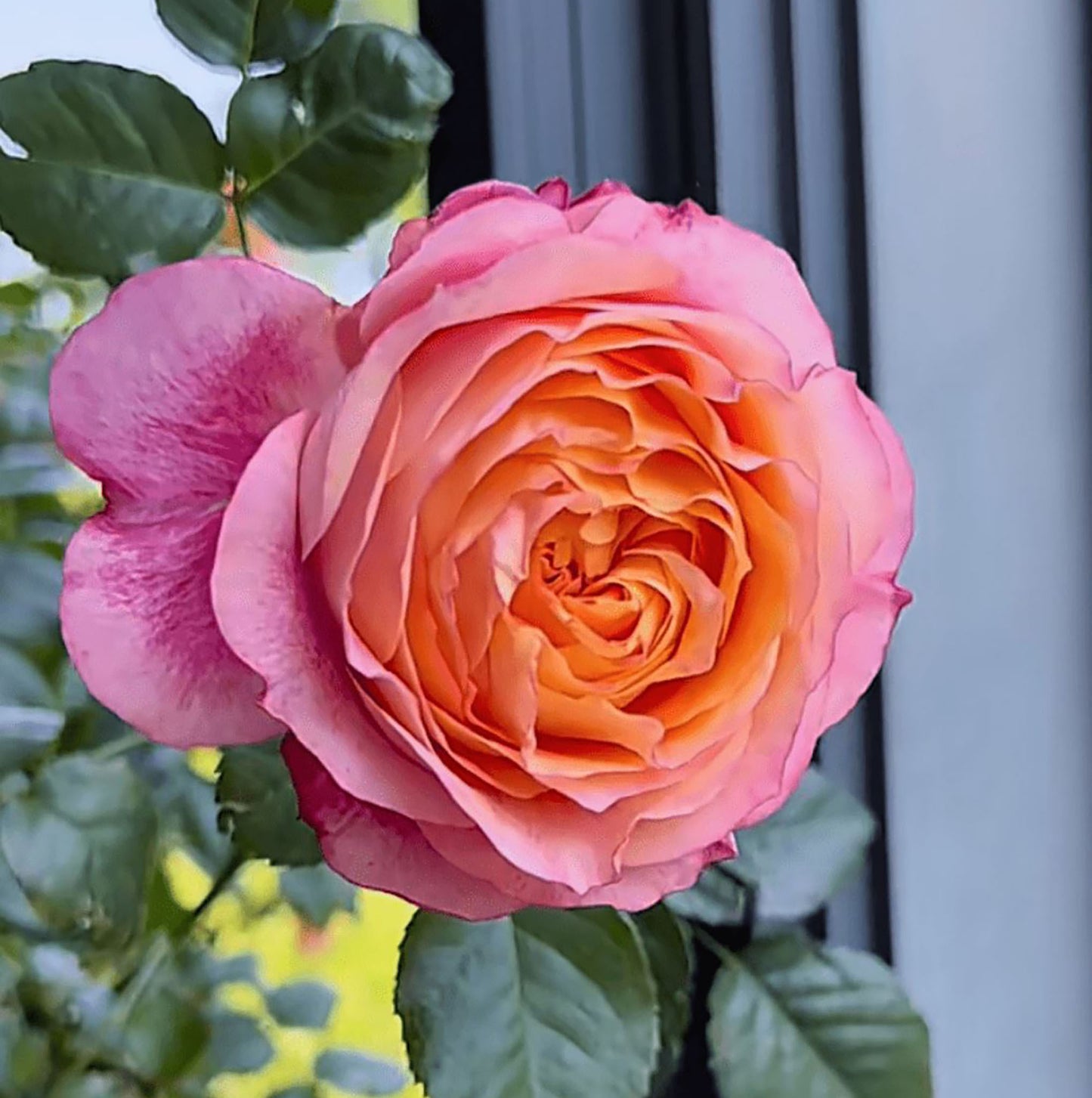 #SPC205,Expanse of Blossom 梦幻美人/大花美人, Chinese Shrub Rose, Non-Grafted/Own Root.