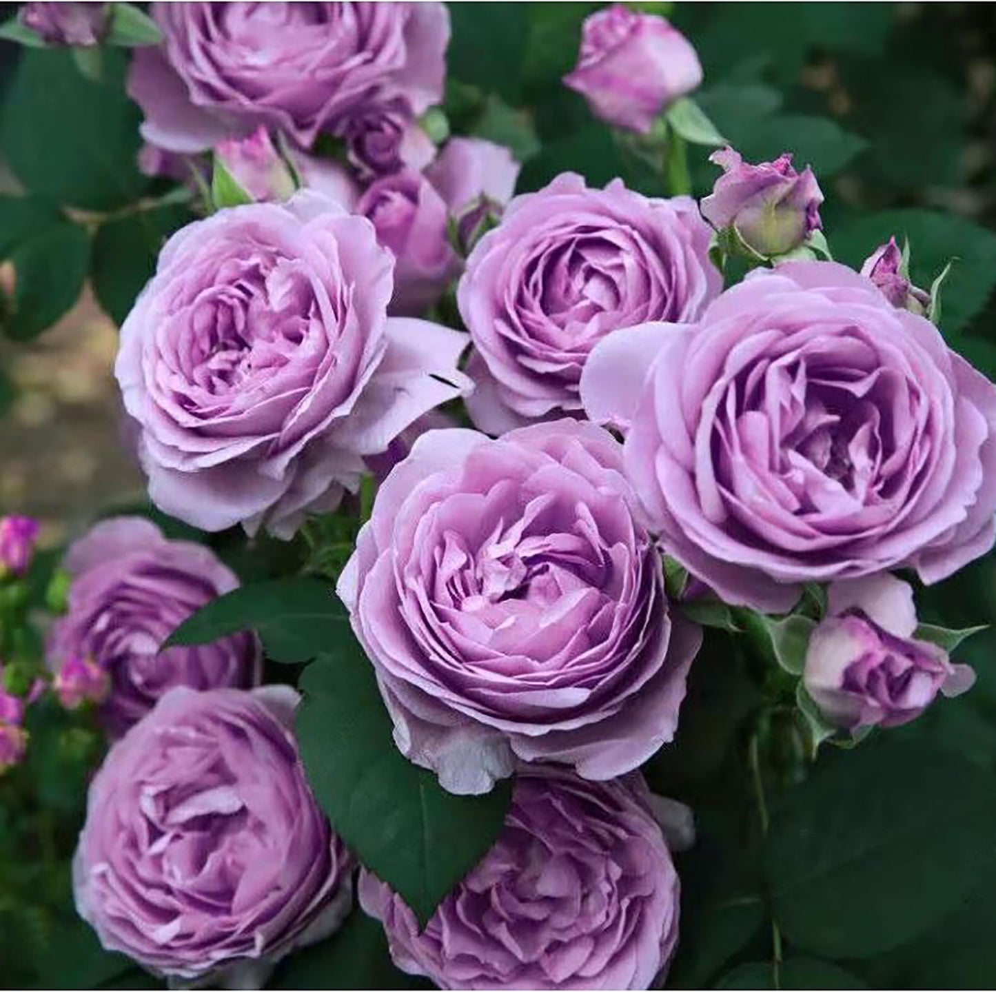 Shinoburedo 蓝色风暴/暗恋的心 のぶれど,Japanese Floribunda Rose, Non-Grafted/Own Root.
