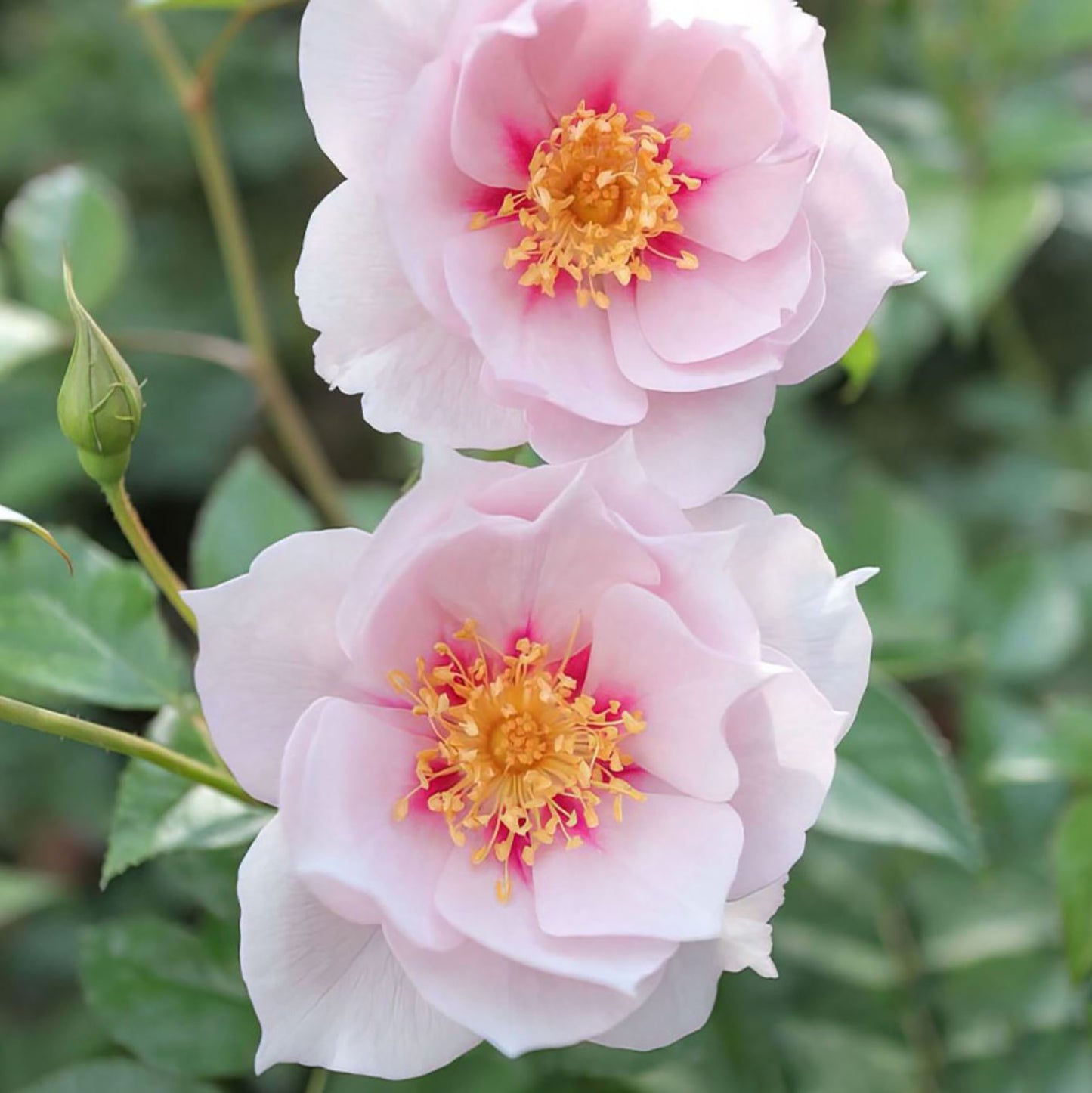 #SPJ047 ,Coup de Coeur 一见钟情,Japanese Floribunda Rose, Disease-Resistant, Non-Grafted/Own Root.