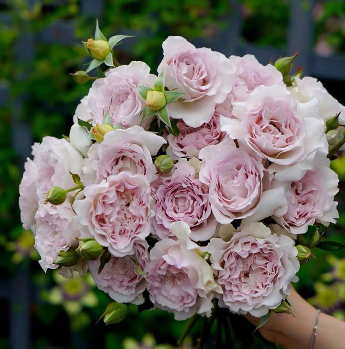 Dawn's Fragance 露凝香,Shrub Rose, Fragrant and Thornless, Strong Disease Resistance, Non-Grafted/Own Root.