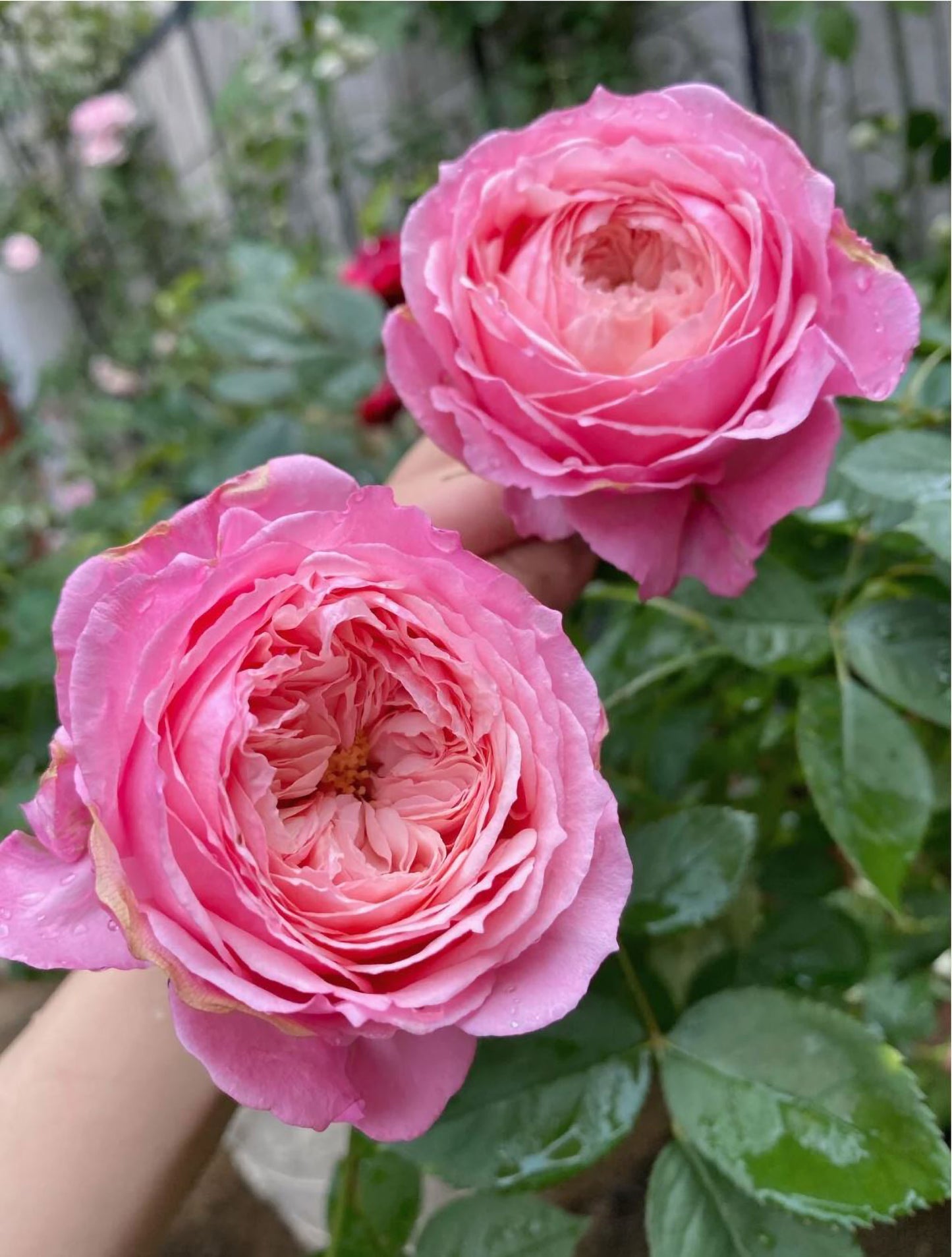 Lady's Heirloom 女人遗产, Non-Grafted/Own Root.