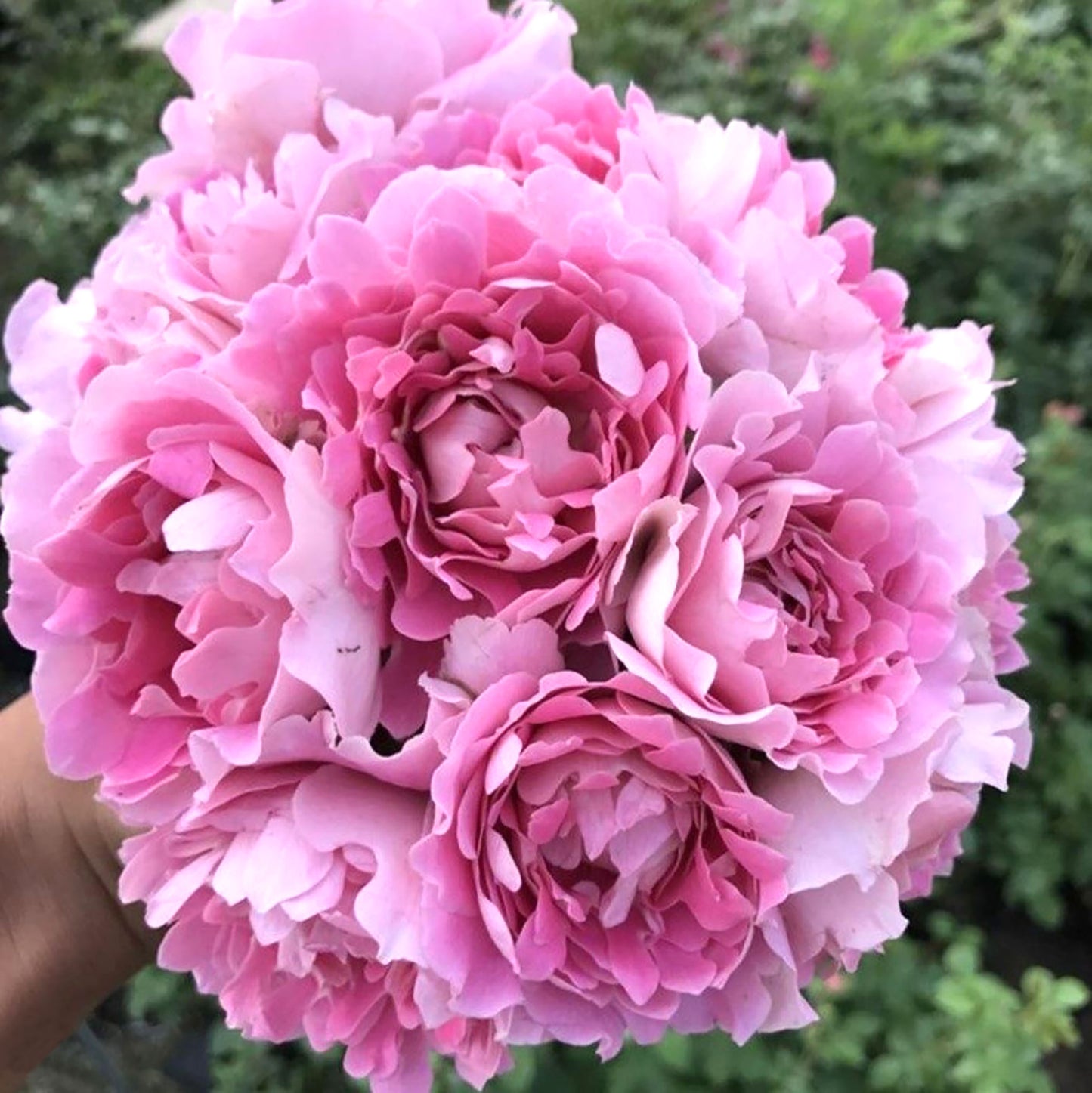 #SPN027, Fancy Ruffle 梦幻褶边, Netherlands Climbing Rose , Non-Grafted/Own Root.