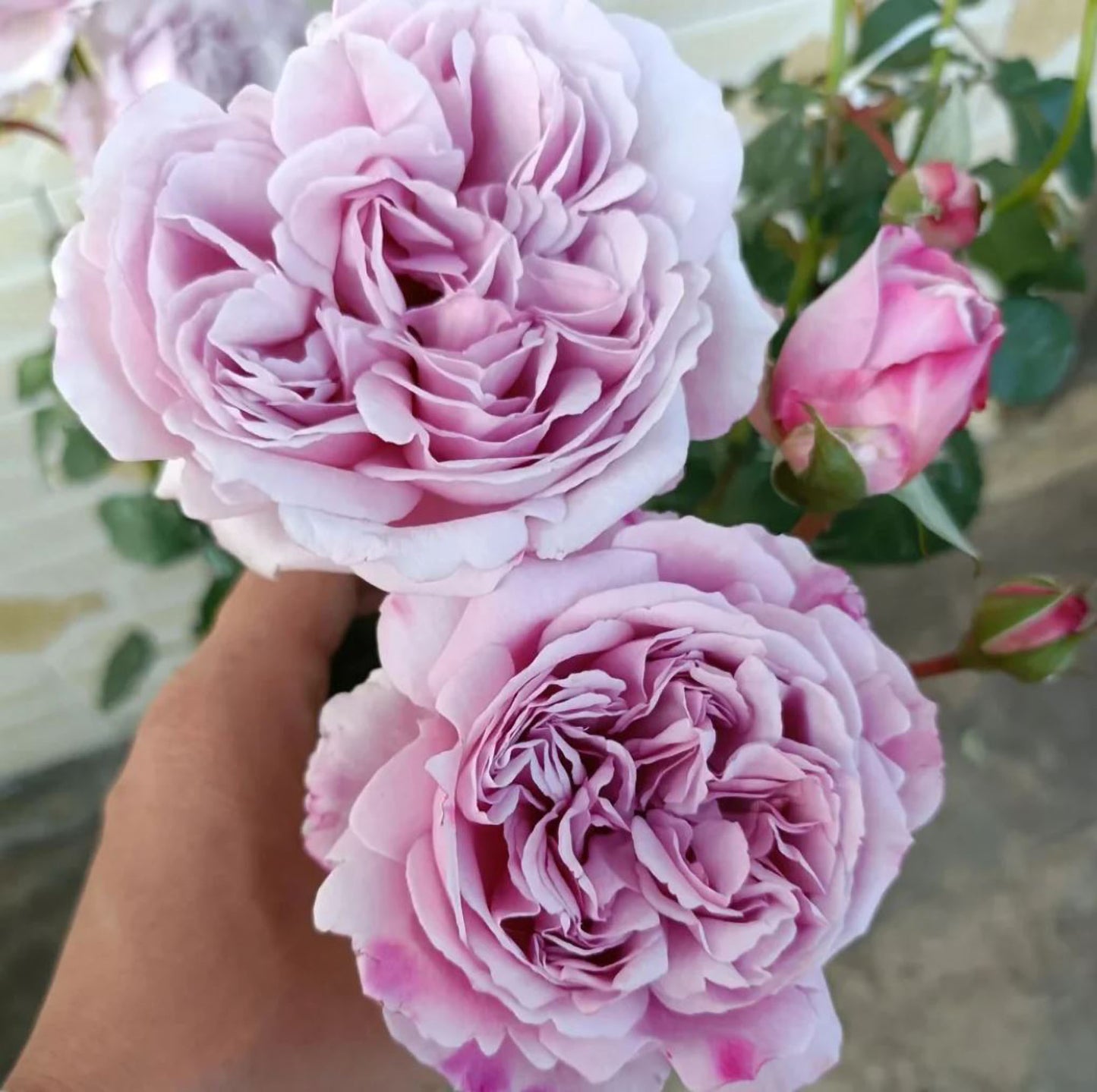 #SPJ136,Karen 卡伦/紫琪,Japanese Florist Shrub Rose. Heat-tolerant, disease-resistant,Non-Grafted/Own Root.