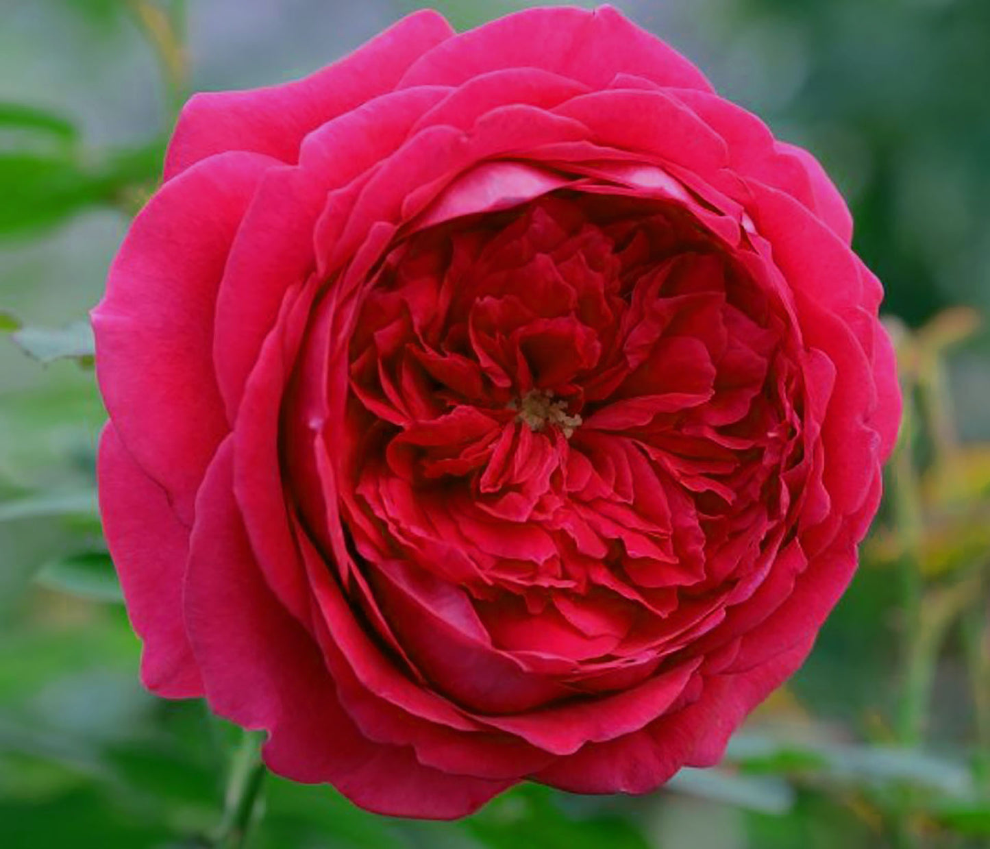 #SPJ171,Pas De Deux 双人芭蕾, Japanese Shrub Rose , Non-Grafted/Own Root.
