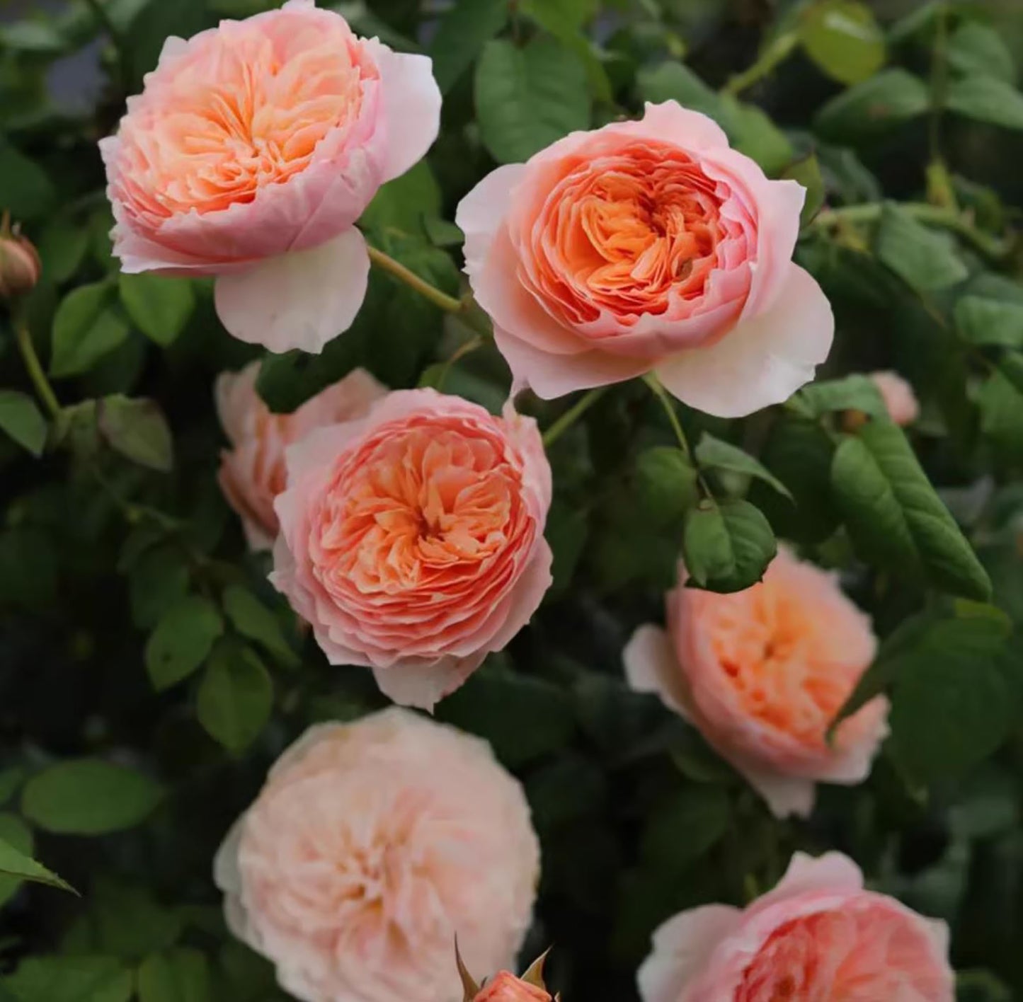 #SPC215, HanXian 涵仙,Climbing and Shrub Rose, Non-Grafted/Own Root.