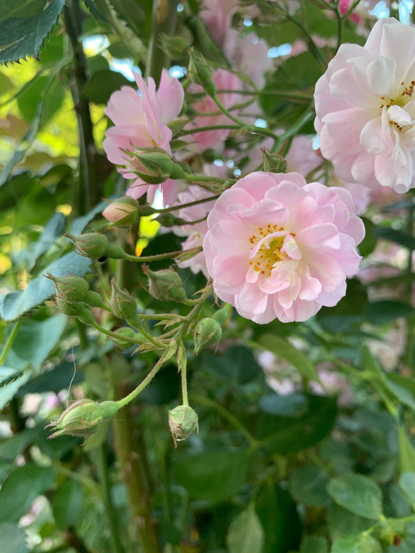#SPQ013,Perfume Breeze 微风香水,Climbing Rose, Non-Grafted/Own Root.1 Gal.