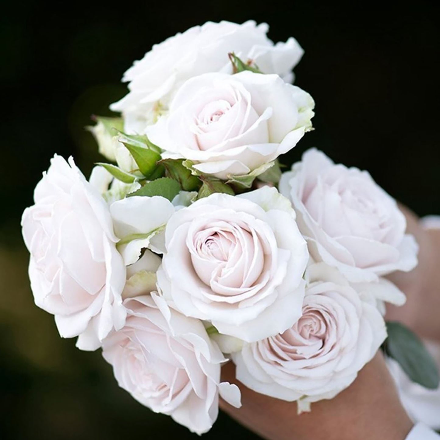 NEW ! 2021. Tranquil Dawn 青霜,Floribunda Rose,Heat-tolerant, disease-resistant, Non-Grafted/Own Root.