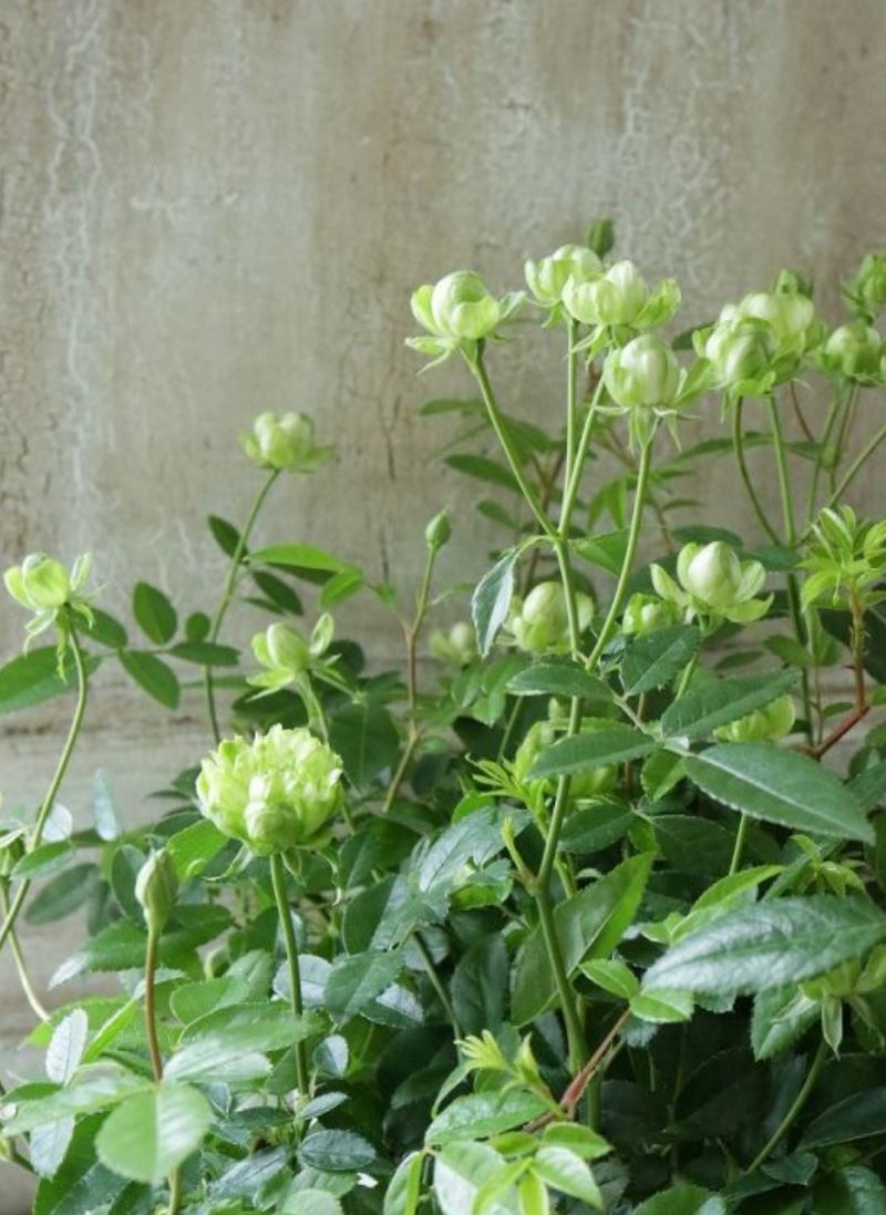 #SPJ107, Eclaire 埃克莱尔/闪电,Japanese Rose , Heat-tolerant, disease-resistant, Thornless,Non-Grafted/Own Root.