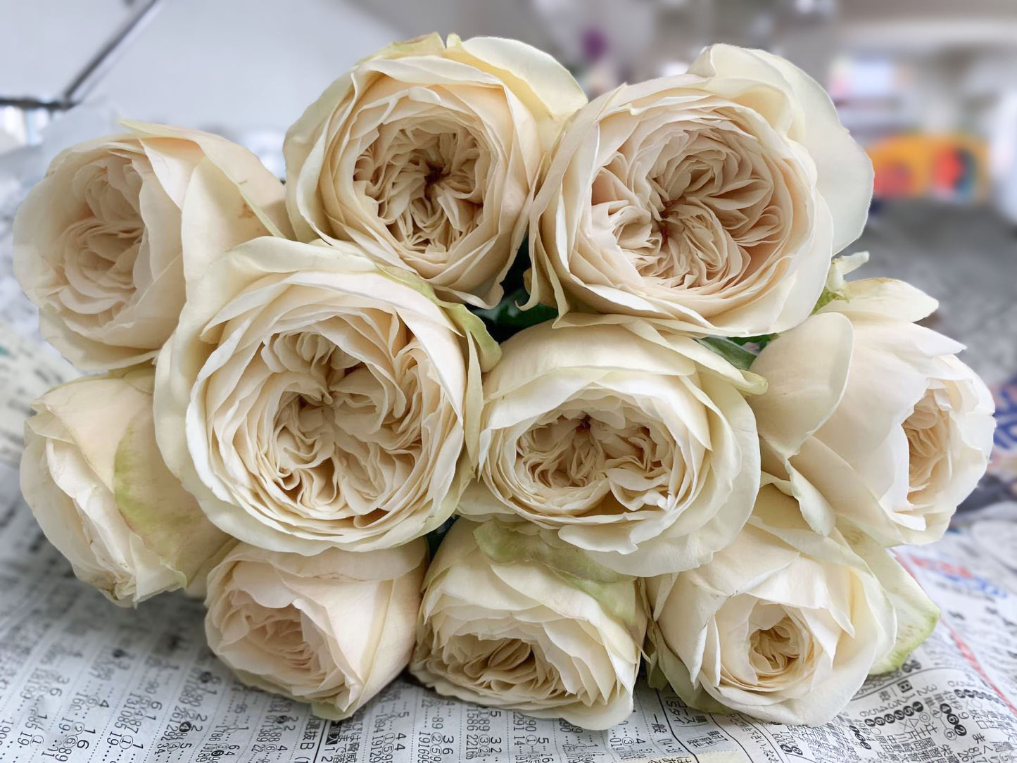 #SPJ165,Shiratama 白玉,Japanese Floribunda Rose.
