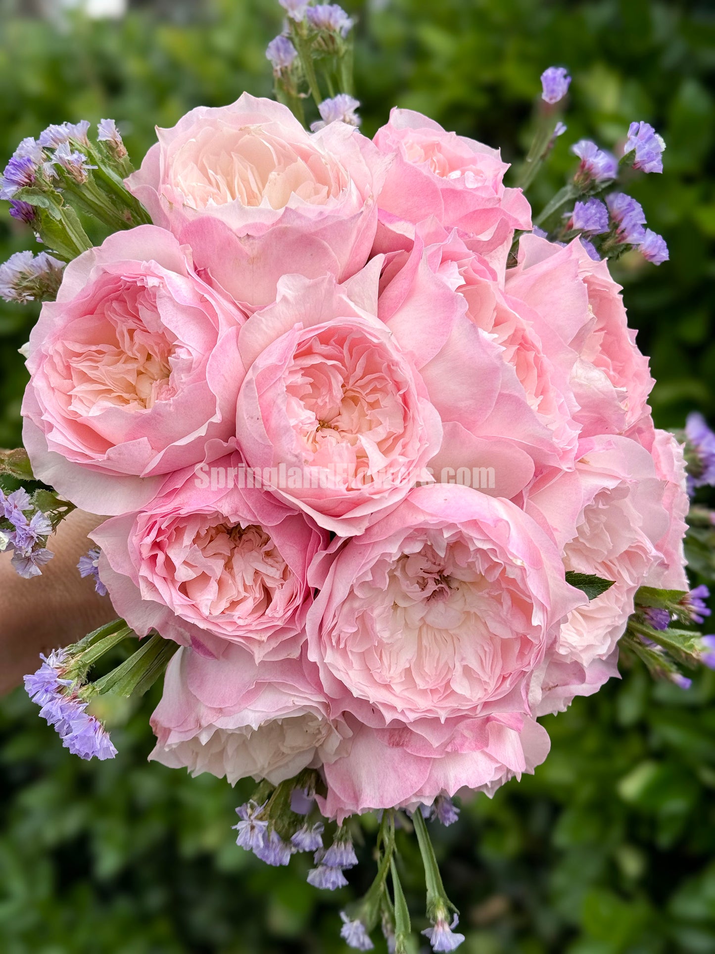 #SPJ093,Le Rire 乐咲, Japanese Florist Shrub Rose. Strong Fragrance,Thornless, Heat-tolerant, disease-resistant, Non-Grafted/Own Root.