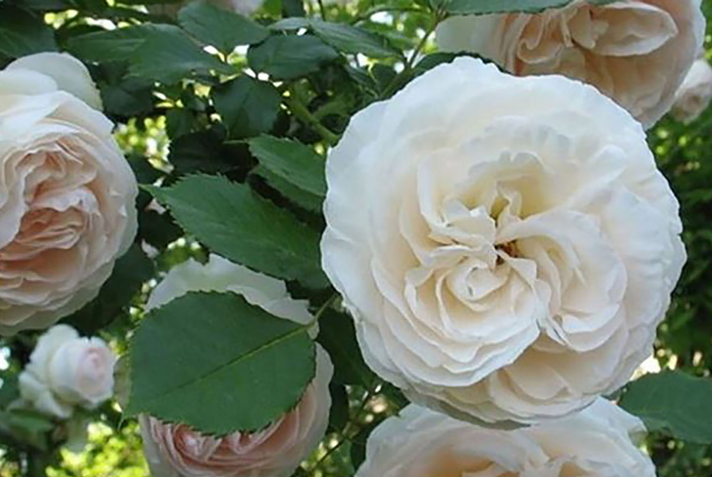White Eden Climber 白色龙沙宝石,Non-Grafted/Own Root