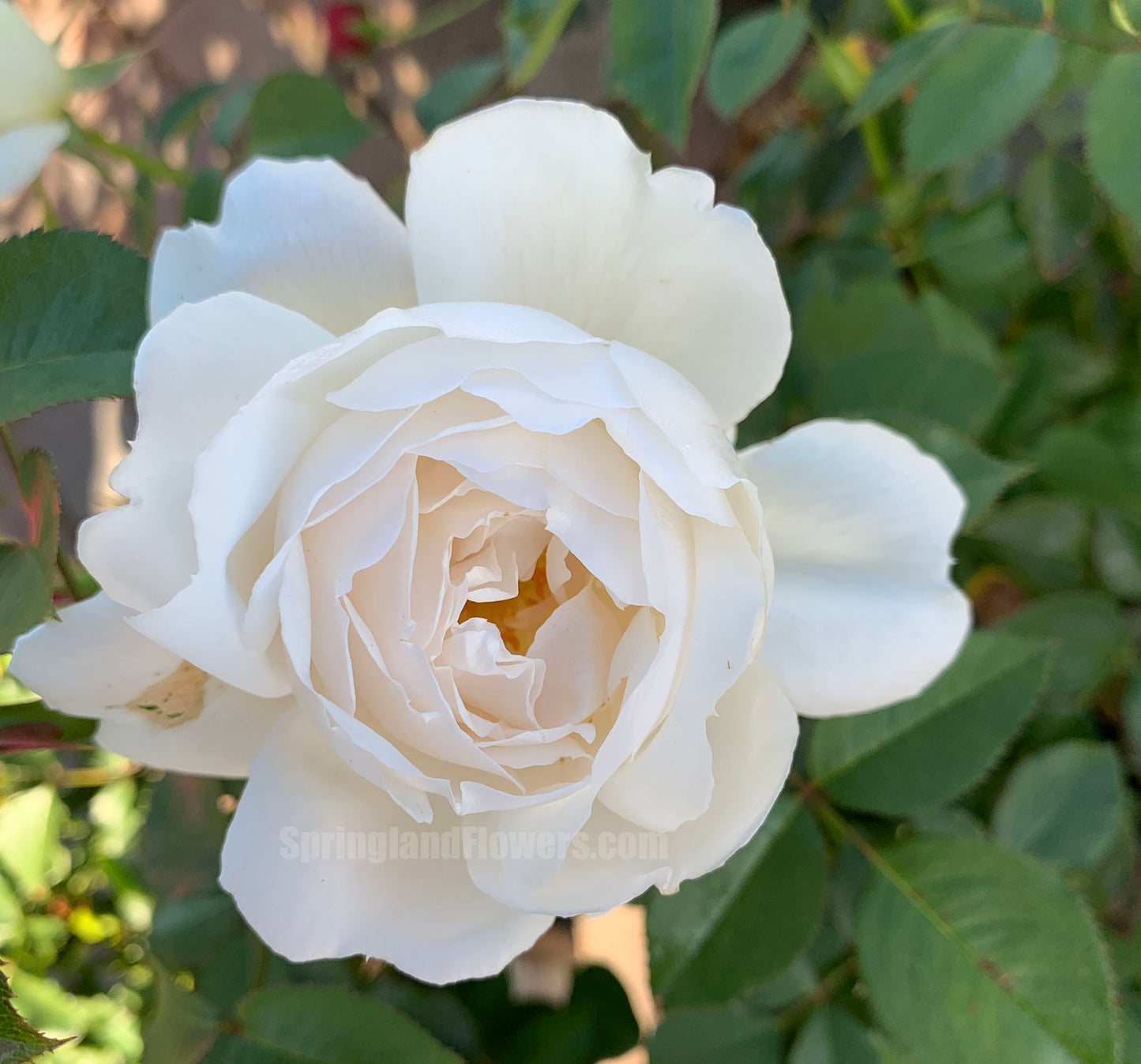 #SPJ089,Neoantique Cygne 新天鹅古董, Japanese Florist Shrub Rose, Non-Grafted/Own Root.
