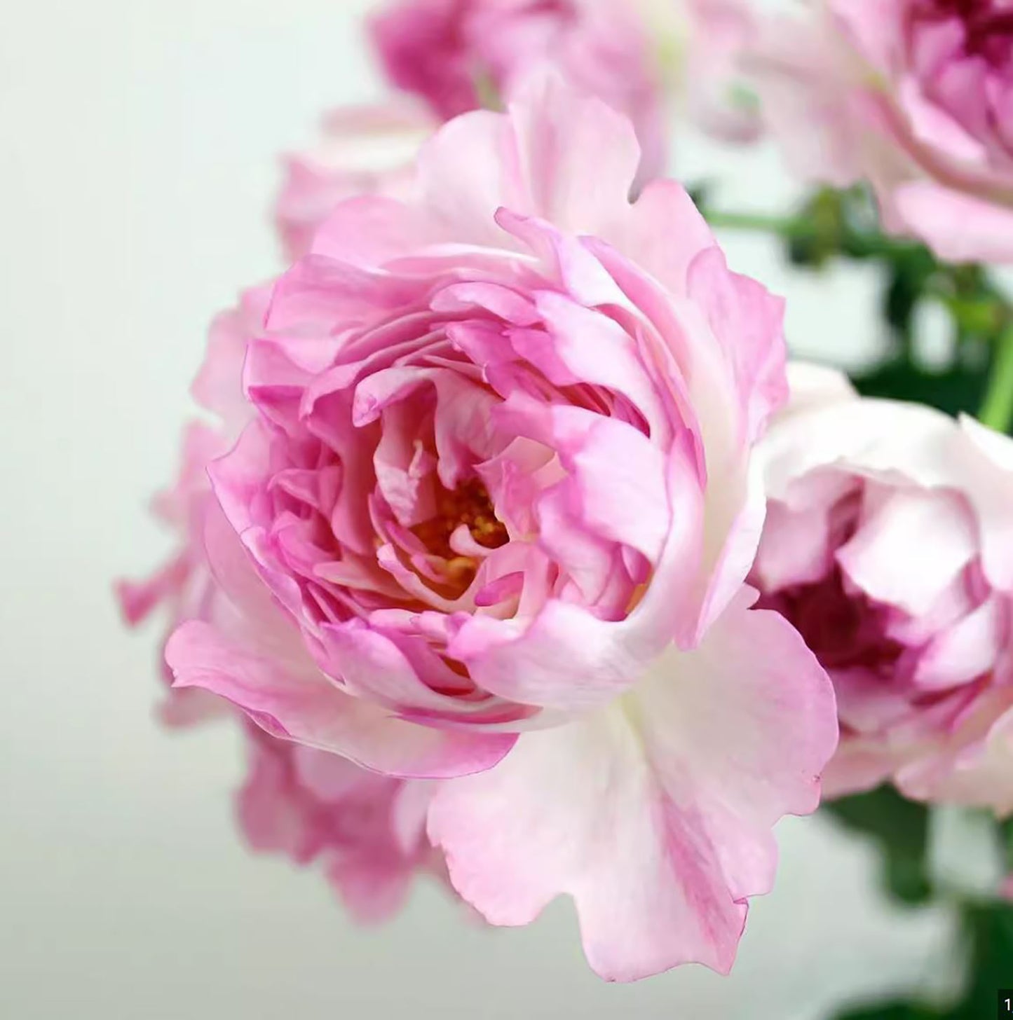 Sea Anemone 海的女儿, Shrub Rose, Non-Grafted/Own Root.