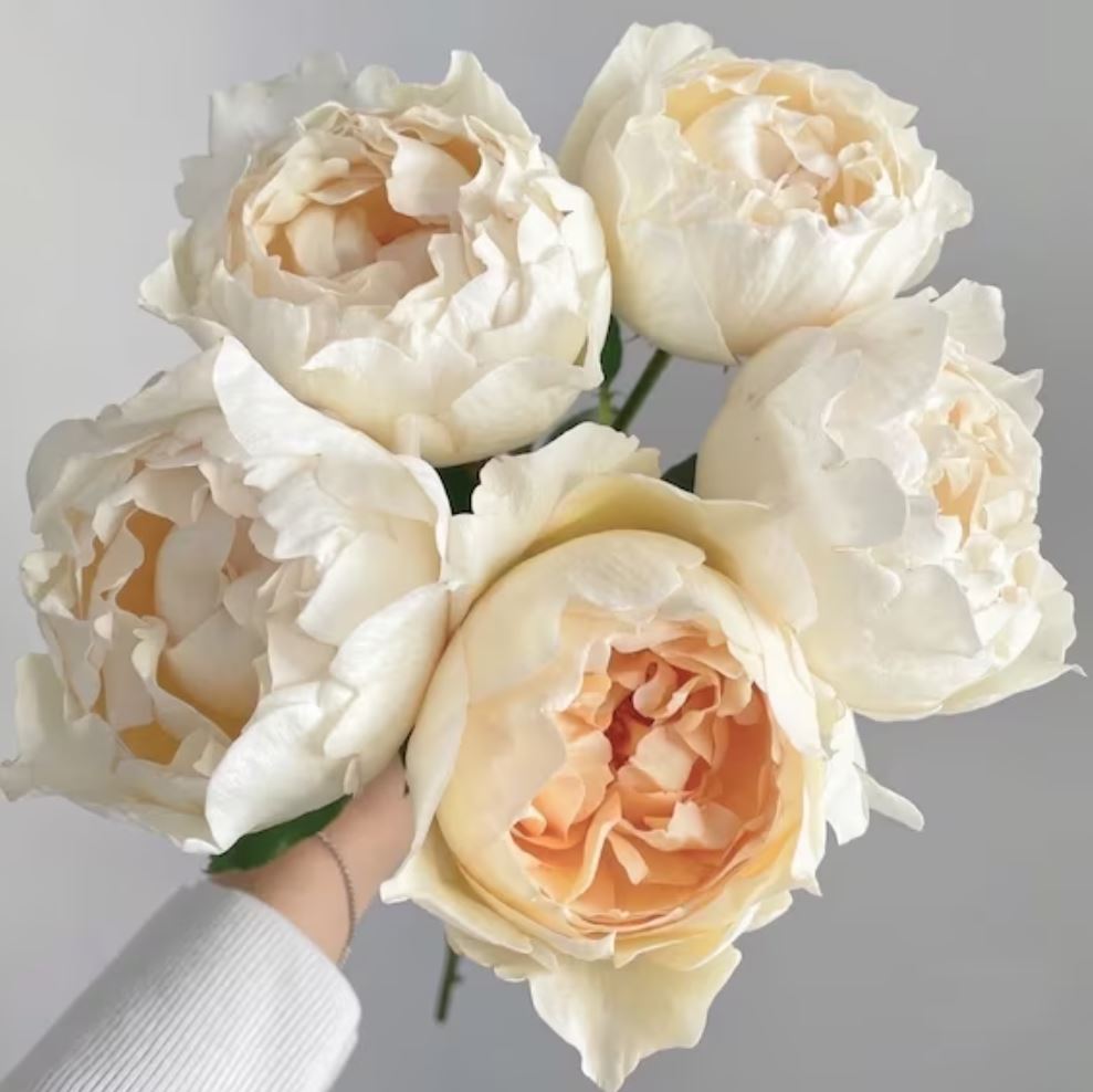 #SPF080,Extremely Similar to Ivory Yves Piaget 伊芙象牙伯爵,Florist Shrub Rose,Upright, Heat-tolerant, disease-resistant, Non-Grafted/Own Root.