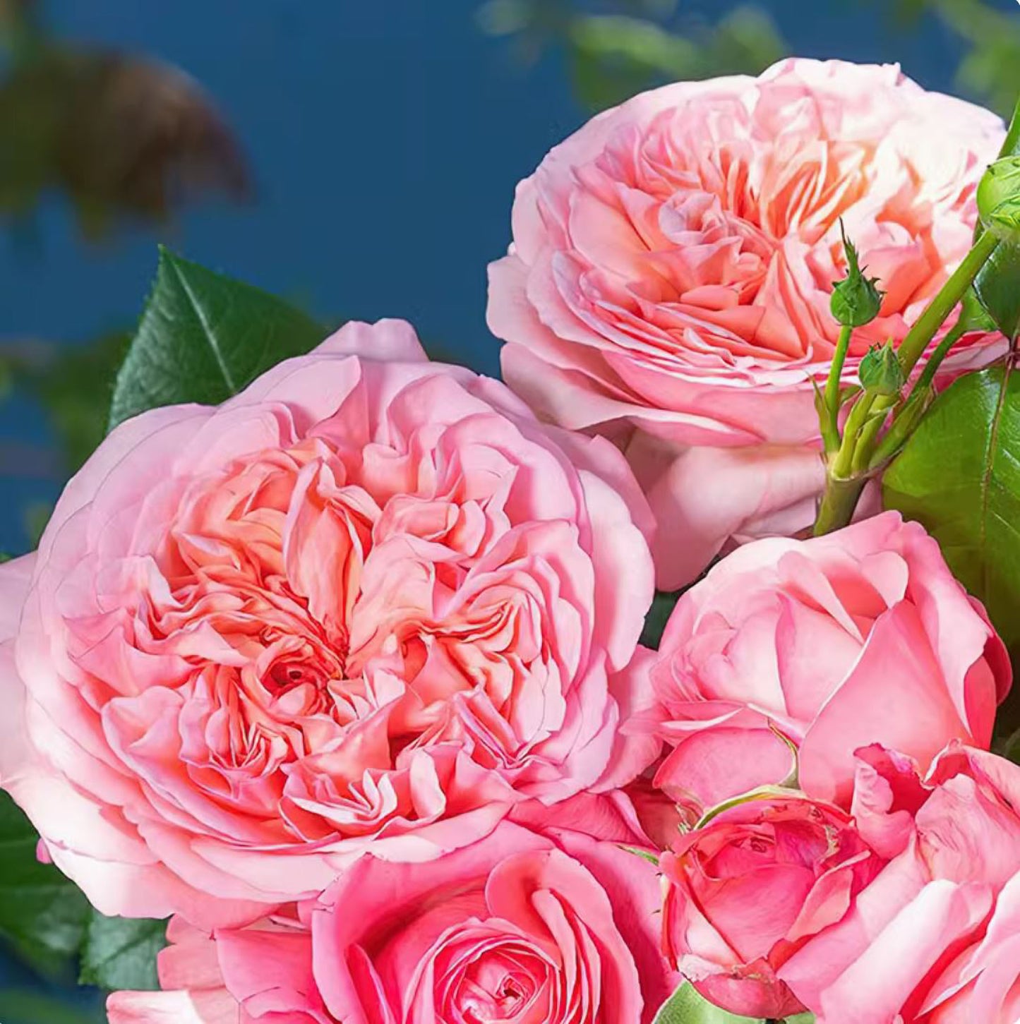 #SPF127,extremely similar to Jean de La Fontaine 枫丹,Shrub Rose, Large, Disease Resistance, Non-Grafted/Own Root.
