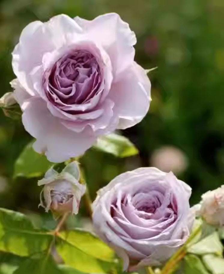 #SPJ007 , extremely similar to Antique Watch 古董怀表, Japanese Shrub Rose, Non-Grafted/Own Root.