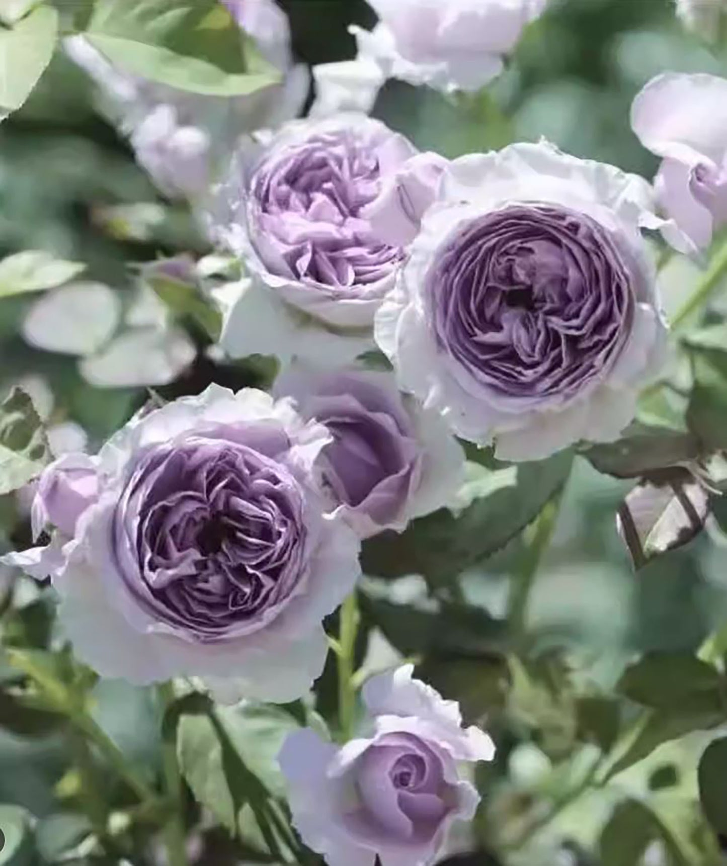 #SPJ185, Lilas 丽拉 リラ,Japanese Shrub Rose, Non-Grafted/Own Root.