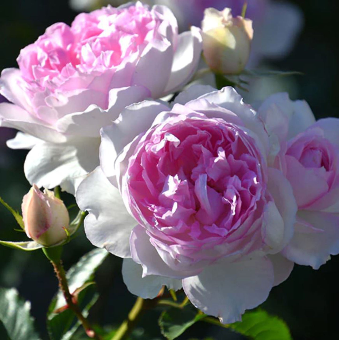 #SPJ162, NEW! Martha 玛莎, Japanese Climbing Rose, Non-Grafted/Own Root.