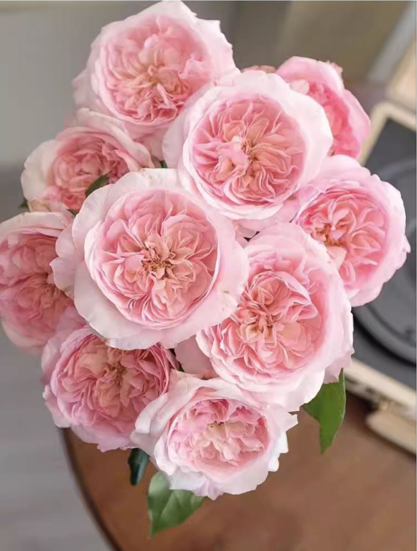 #SPN258,Pink fragrance 五号香水,Florist Shrub Rose, Non-Grafted/Own Root.