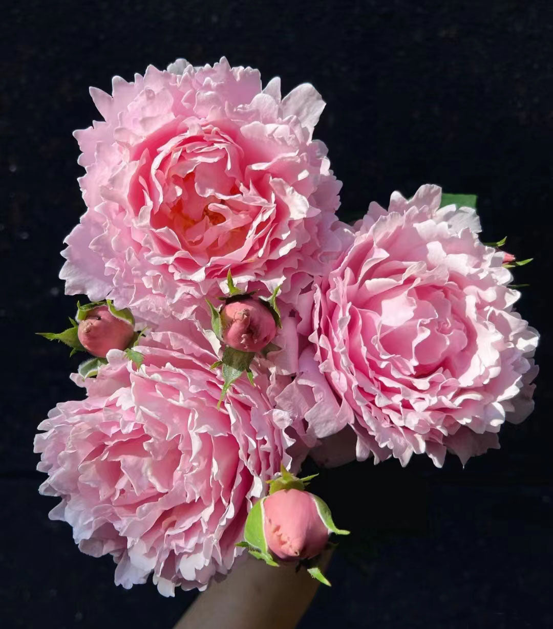 #SPF065,Sophie Rochas 索菲罗莎, Florist Shrub Rose, Non-Grafted/Own Root.