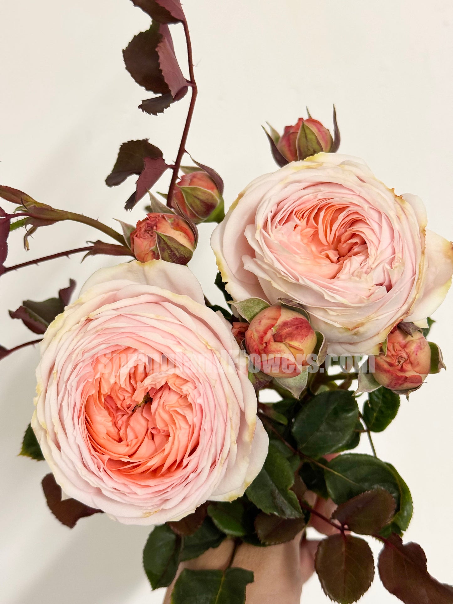 #SPJ033,extremely similar to Confiture 果酱, Japanese Florist Shrub Rose, Non-Grafted/Own Root.