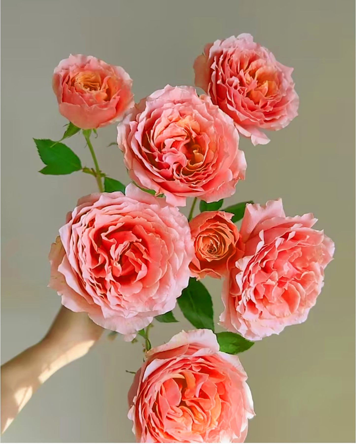#SPJ070, Cheerleader 啦啦队长, Japanese Shrub Rose. Non-Grafted/Own Root.