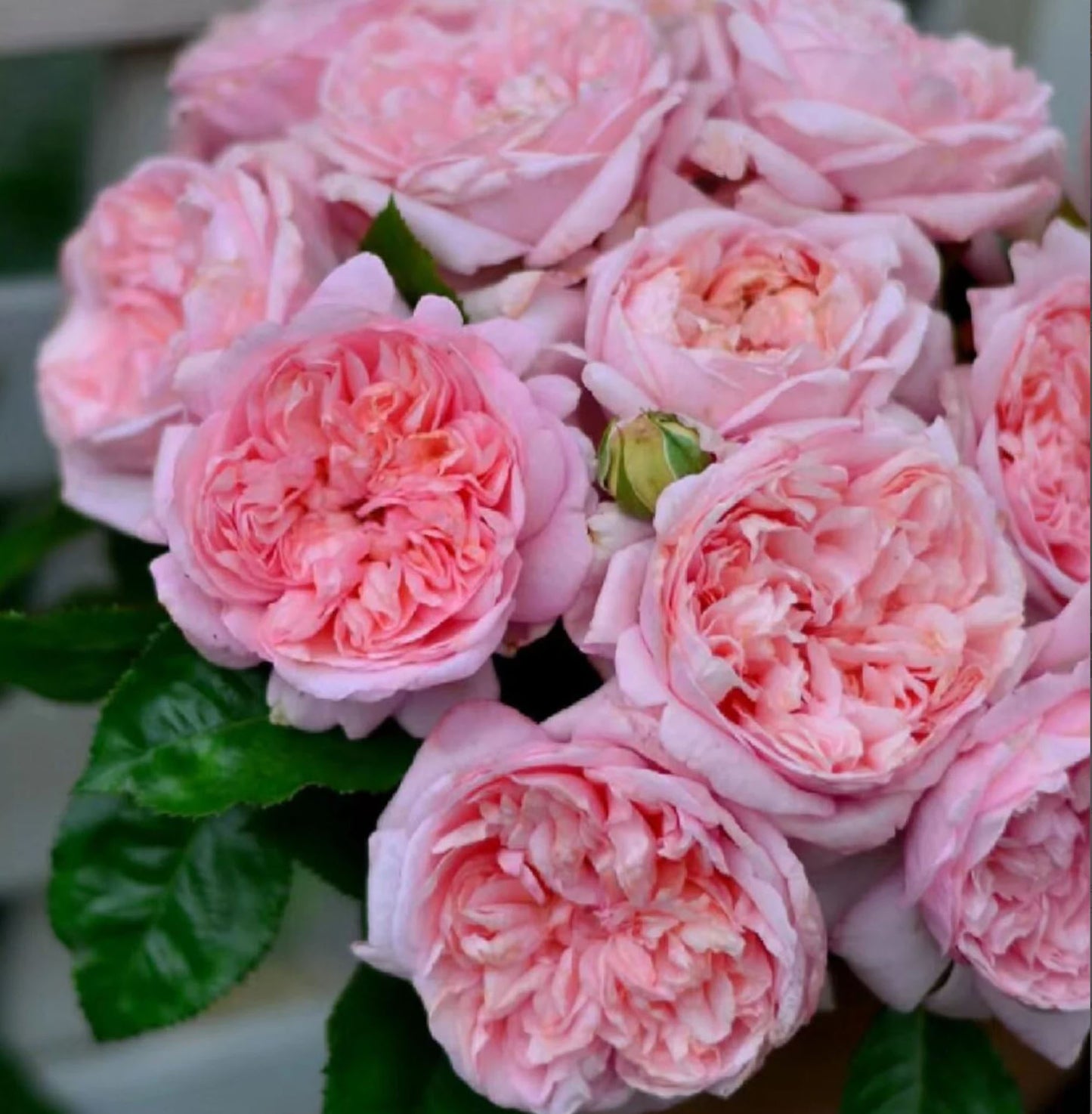 #SPG041,German Florist Shrub Rose, Heat-tolerant, disease-resistant, Non-Grafted/Own Root.