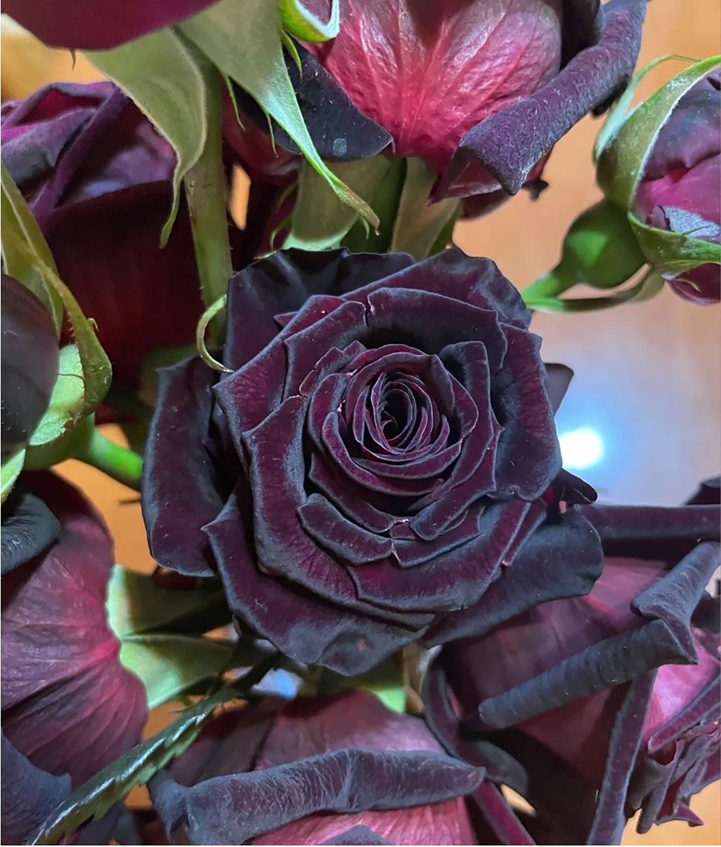 Black Baccara 黑巴克,Florist Shrub Rose, Non-Grafted/Own Root.