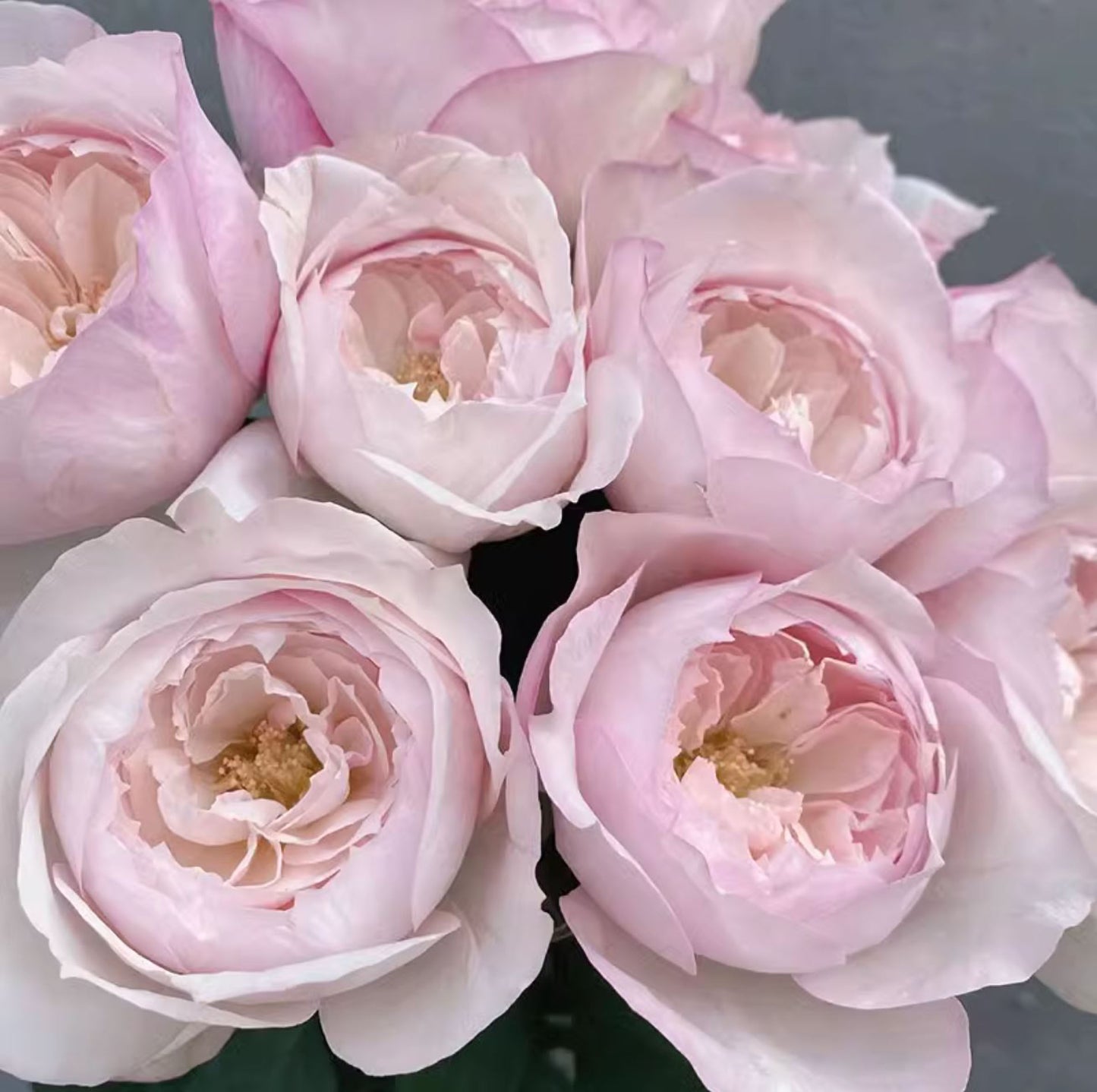#SPJ143,Cherry Antique 樱桃古董,Japanese Shrub Rose, Non-Grafted/Own Root.