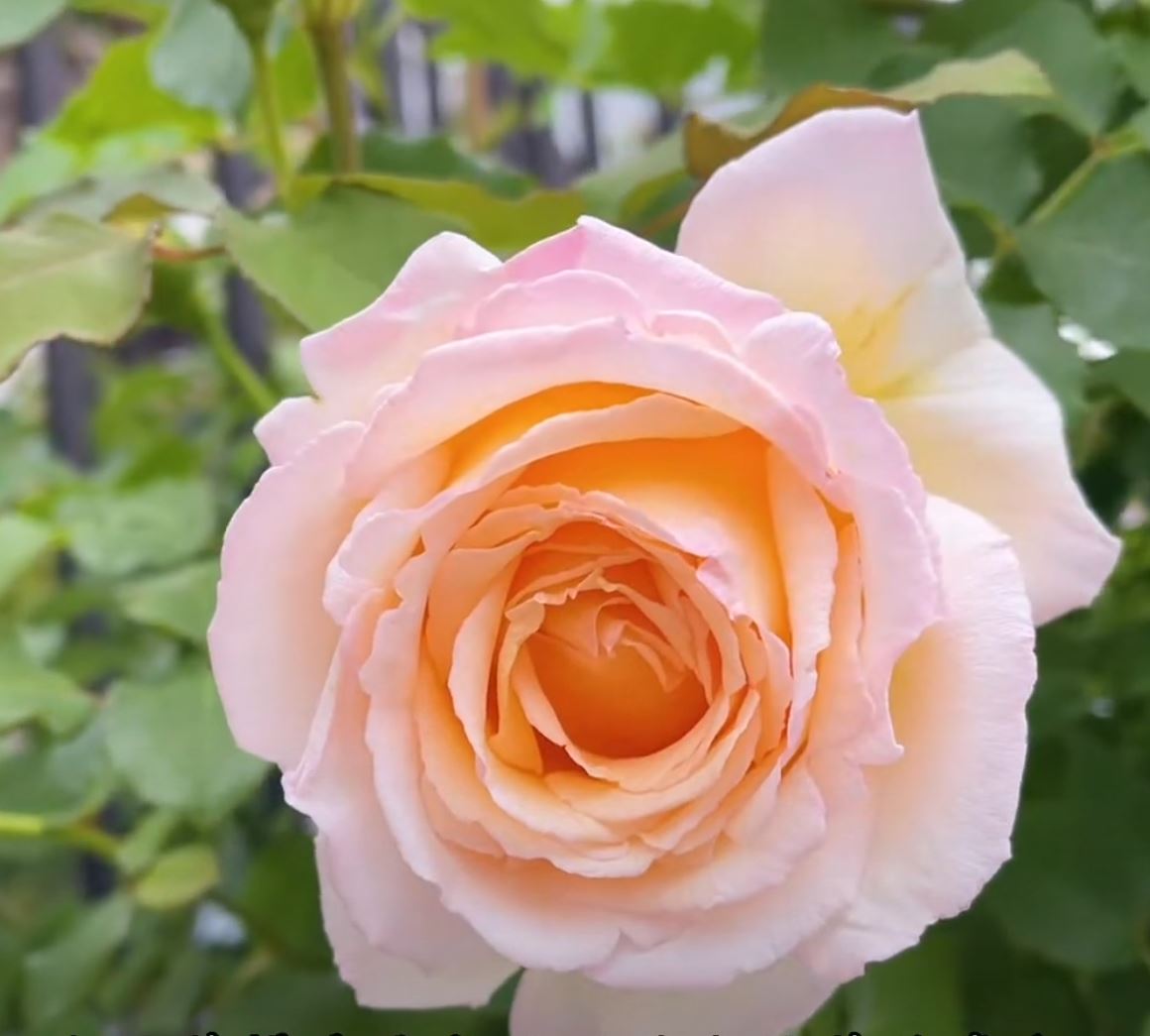 #SPJ077, extremely similar to Kaoruno 熏乃, Japanese Floribunda Rose, Strong fragrance. Non-Grafted/Own Root.