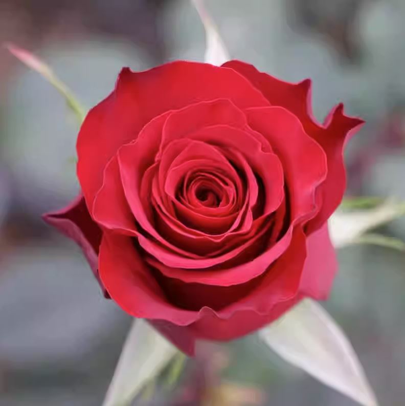 Rose Red Plateau 高原红,Non-Grafted/Own Root.