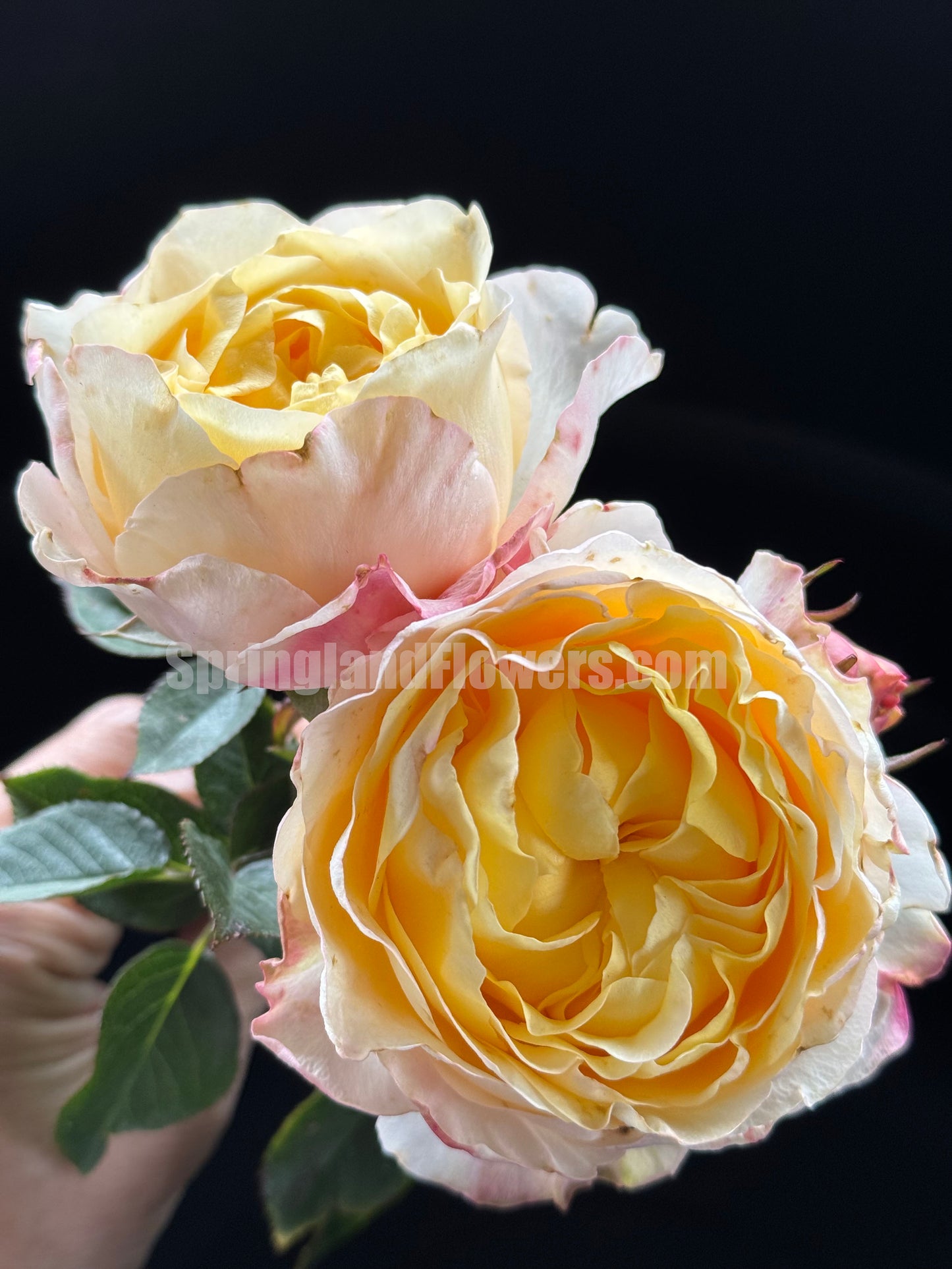 #SPC196,NEW! Custard Bun 包子美人,Chinese Floribunda Rose, Non-Grafted/Own Root.
