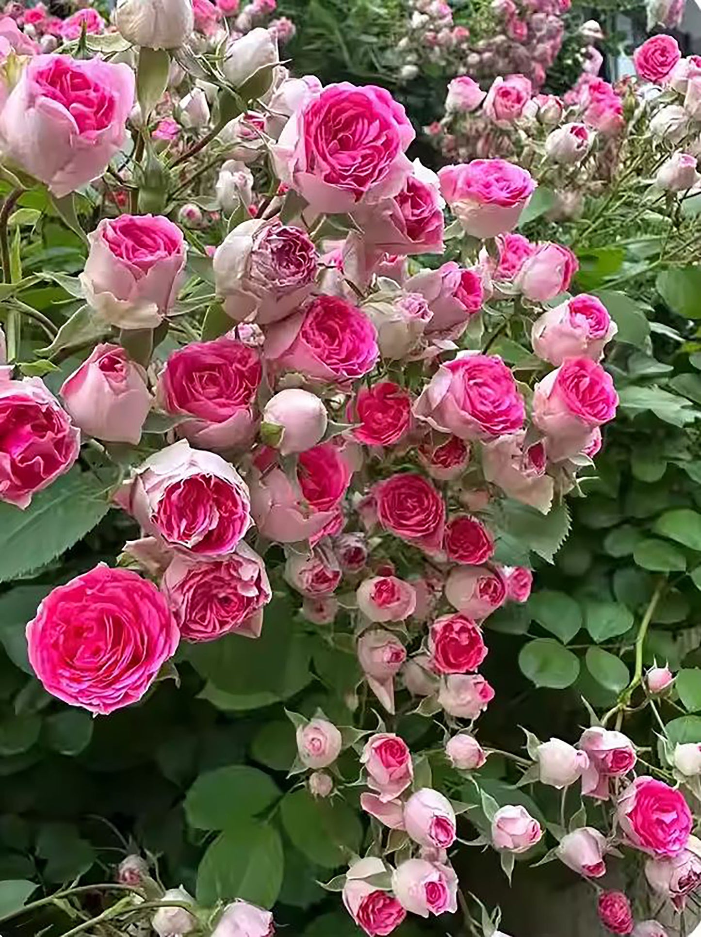 #SPC230,Rouge Pearls 胭脂扣, Climbing Rose,Heat-tolerant, disease-resistant, Non-Grafted/Own Root.