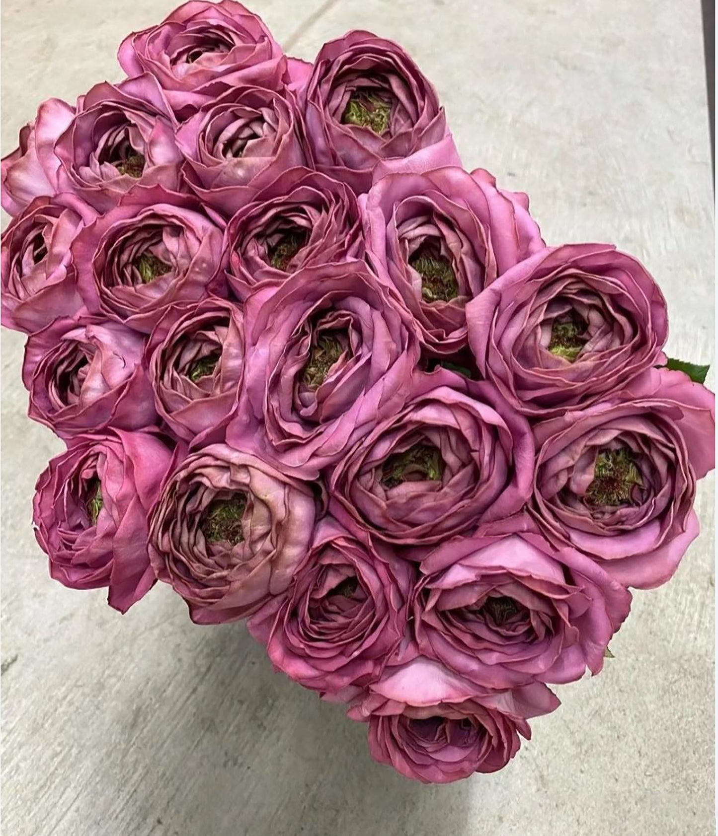 #SPJ184,Pablo Vase 蓝瓷花瓶 ヴァーズ, Japanese Shrub Rose.