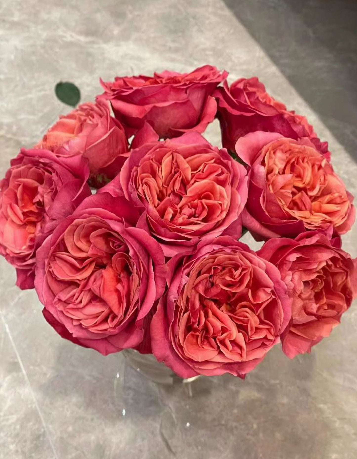 #SPN119,Extremely Similar to Dark X-pression 黑暗激情/黑暗爆炸, Florist Shrub Rose.
