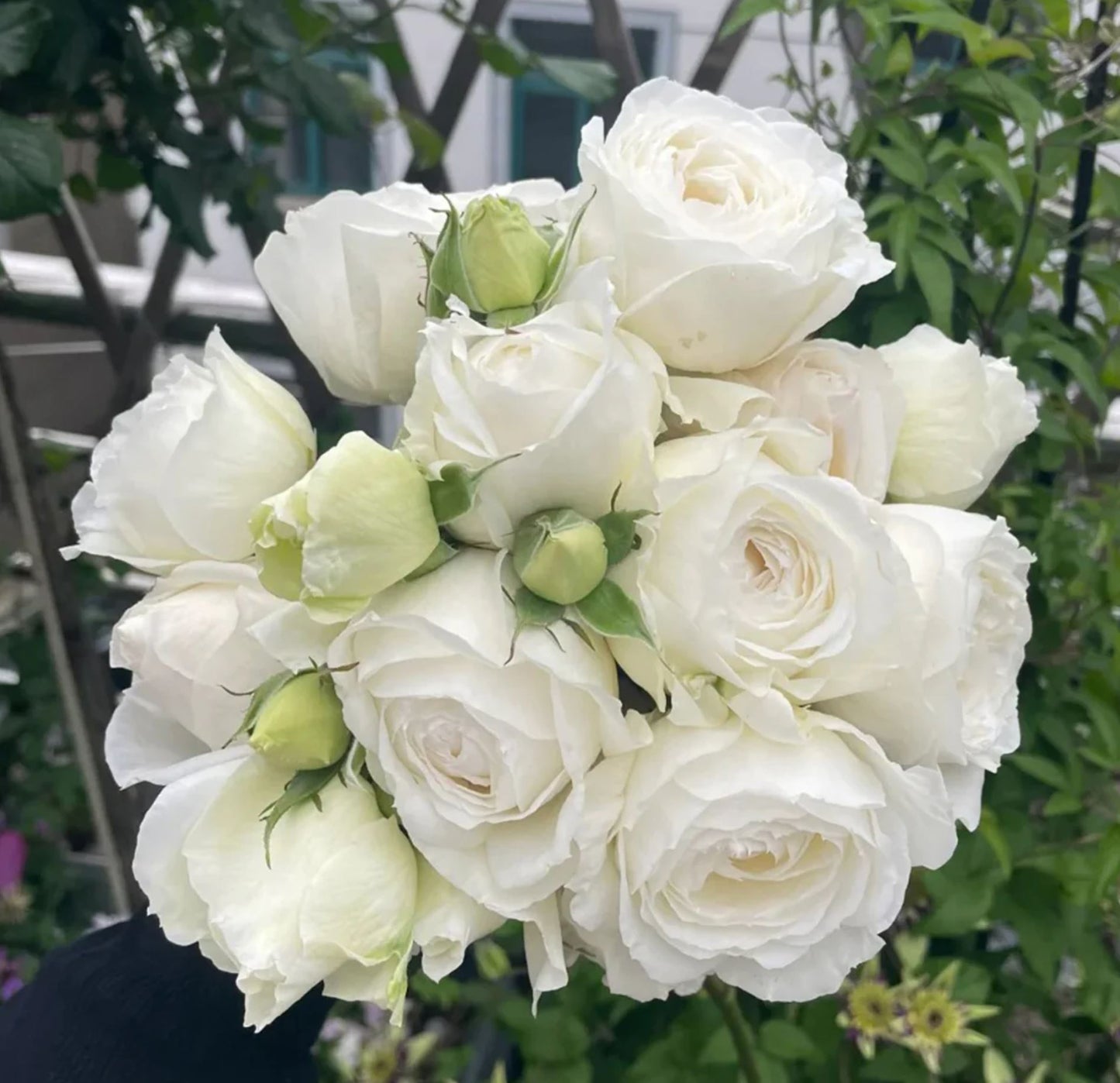 #SPJ145,Roads of wedding 婚礼之路,Japanese Florist Shrub Rose. Non-Grafted/Own Root.