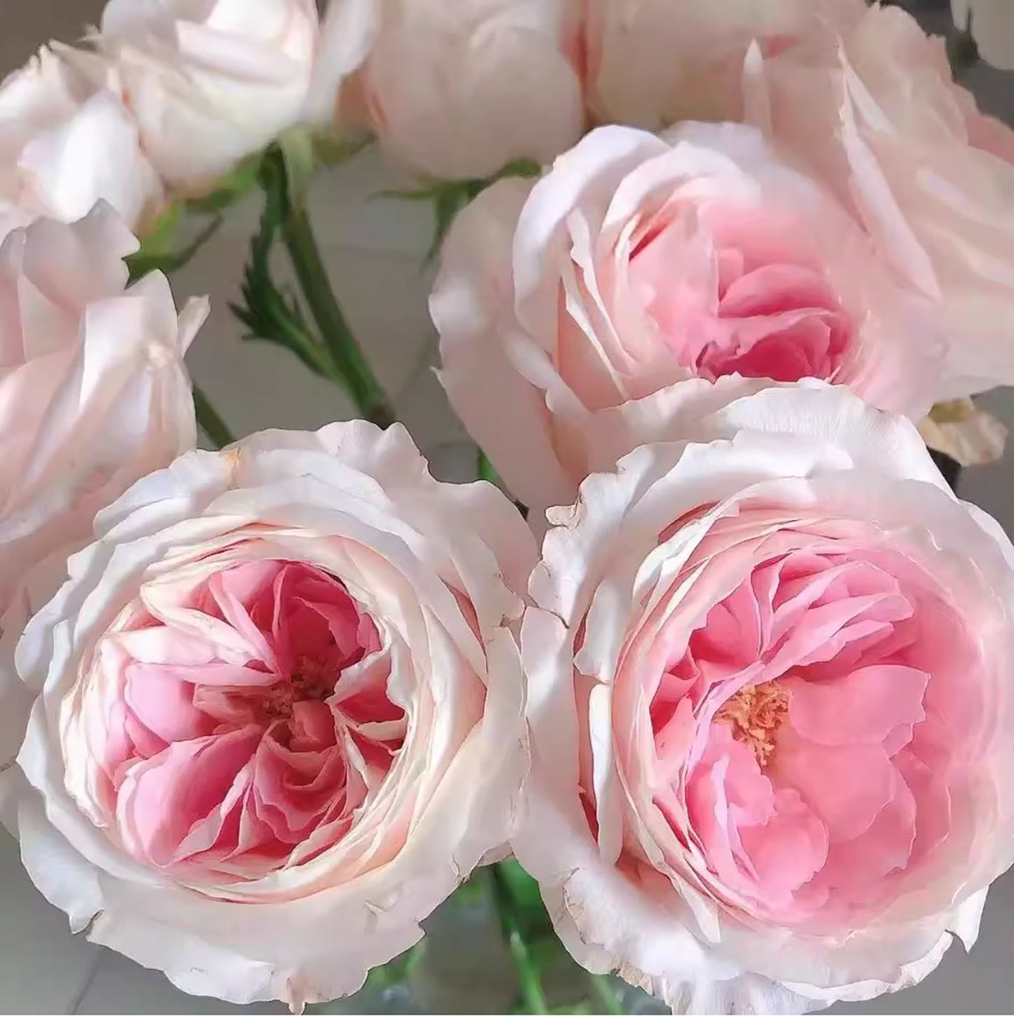 Mayra's Bridal Pink 粉色梅拉新娘, Florist Shrub Rose,Upright, Heat-tolerant, disease-resistant, Non-Grafted/Own Root.