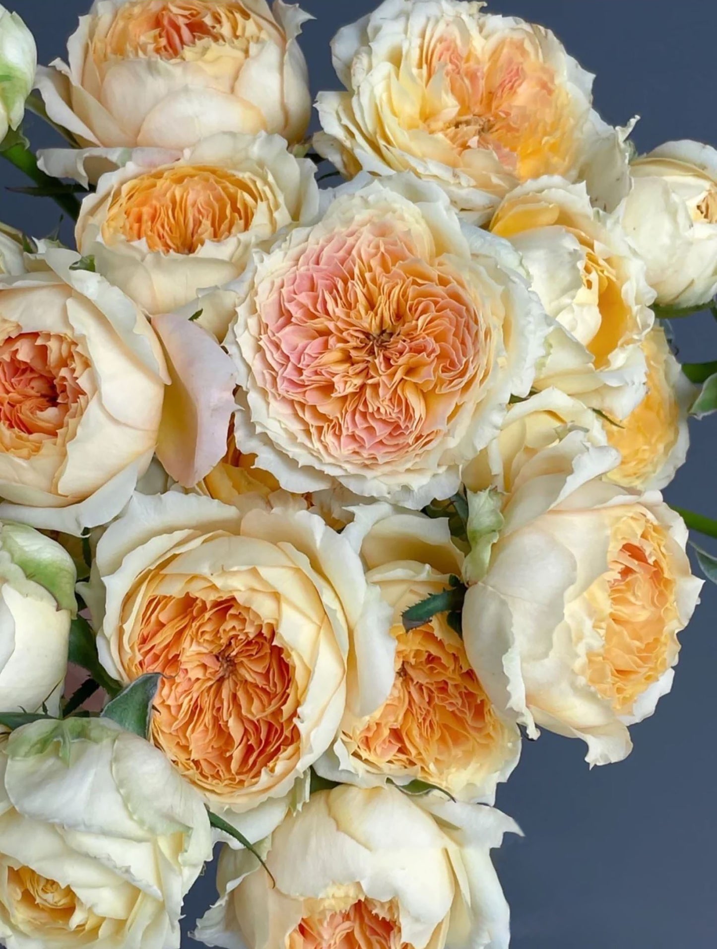 #SPG017 , Caramel Antike 焦糖古董, German Florist Shrub Rose, Non-Grafted/Own Root.