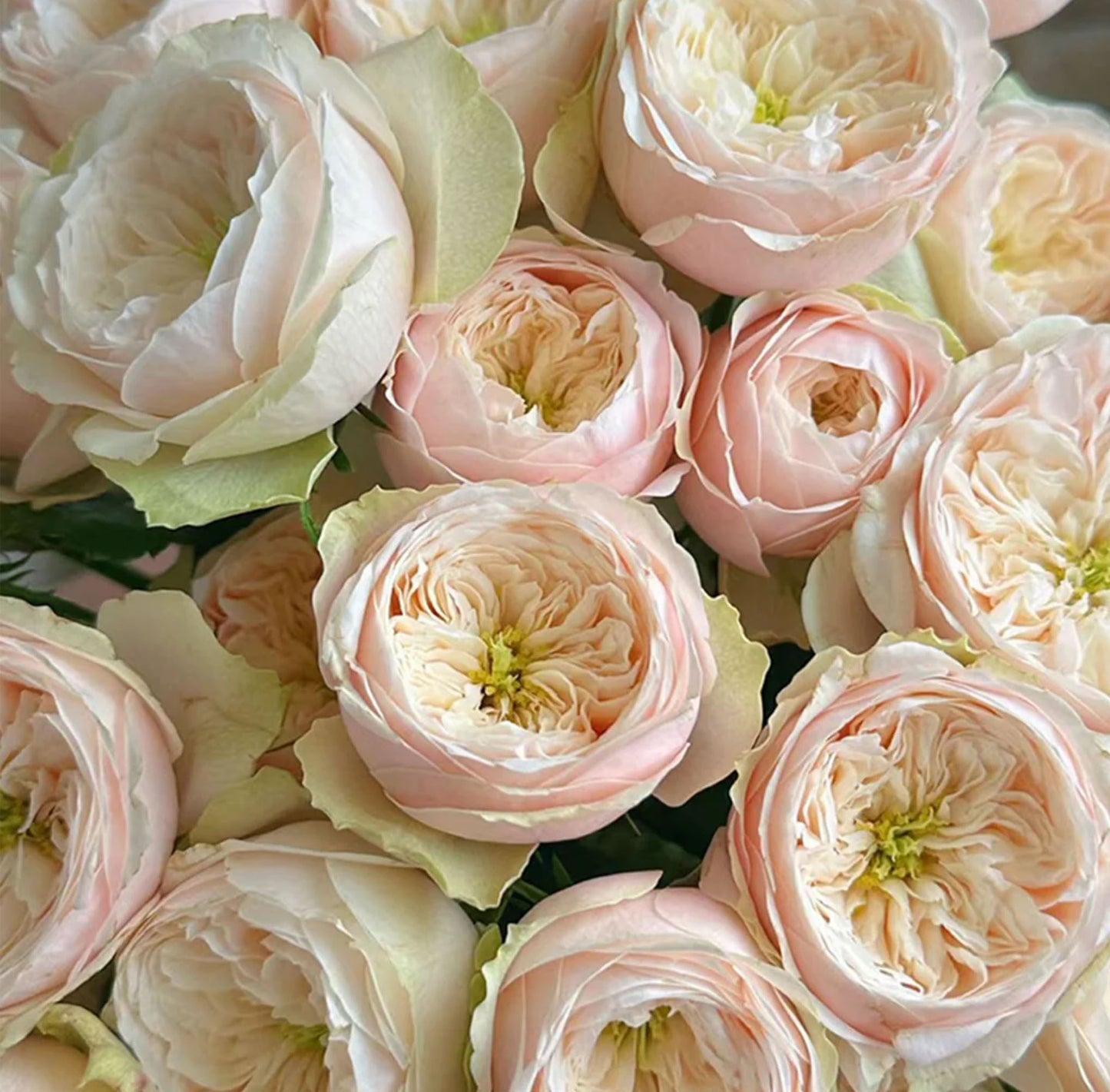 #SPN116, Darlington 达林顿, Florist Shrub Rose.