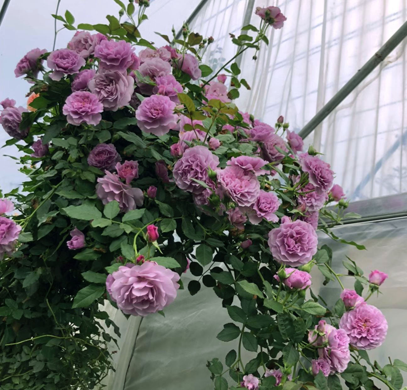 #SPJ108, Lavender Bouquet 薰衣草花环, Japanese Climbing Rose, Thornless, Non-Grafted/Own Root.