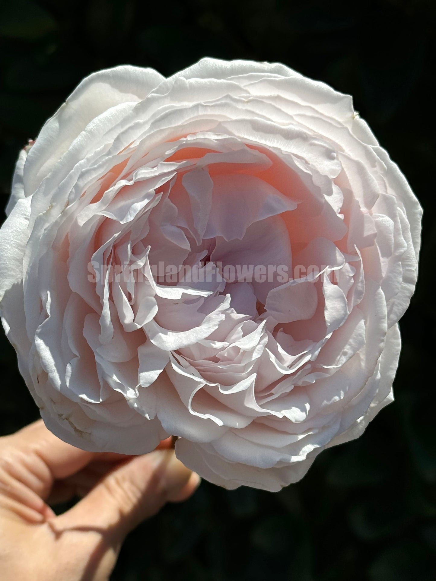 #SPJ112, Yukiwatari 雪渡, Japanese Shrub Rose,Non-Grafted/Own Root.