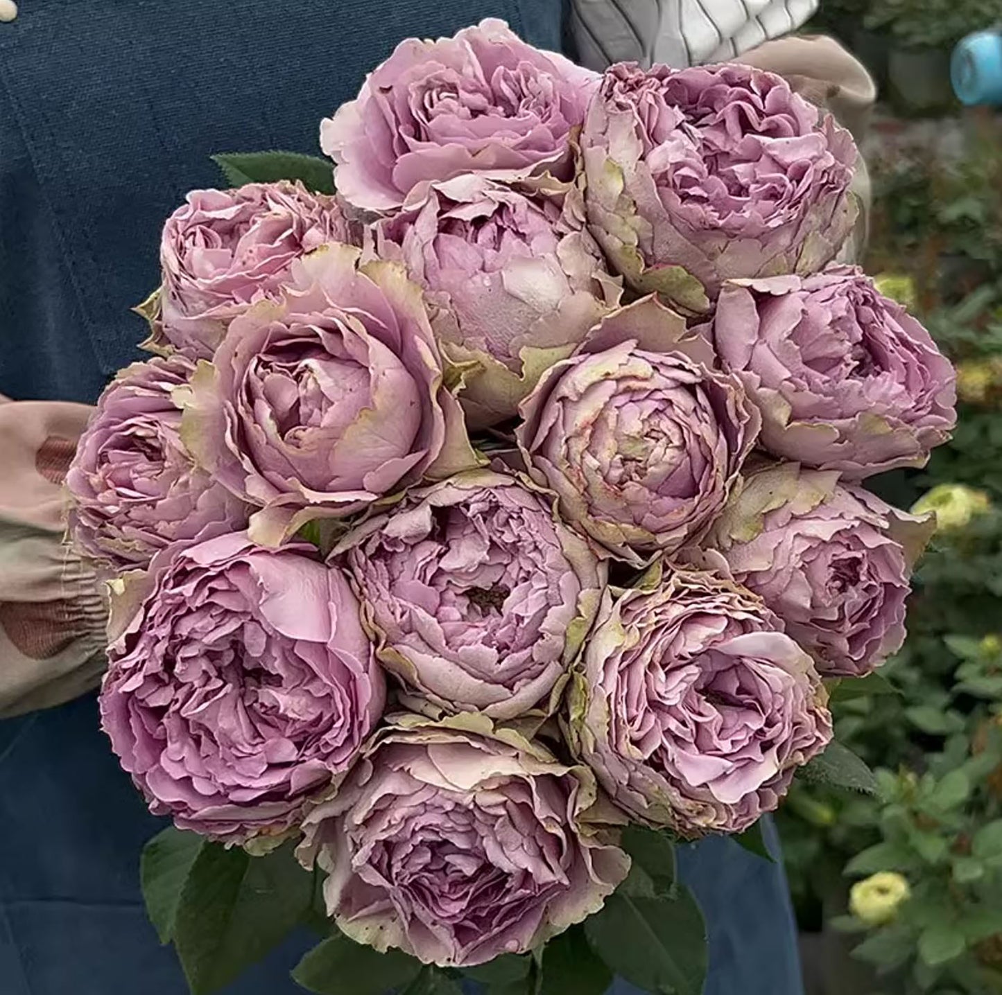 #SPQ004, Amethyst 紫龙晶, Florist Shrub Rose, Heat-resistant, Non-Grafted/Own Root.