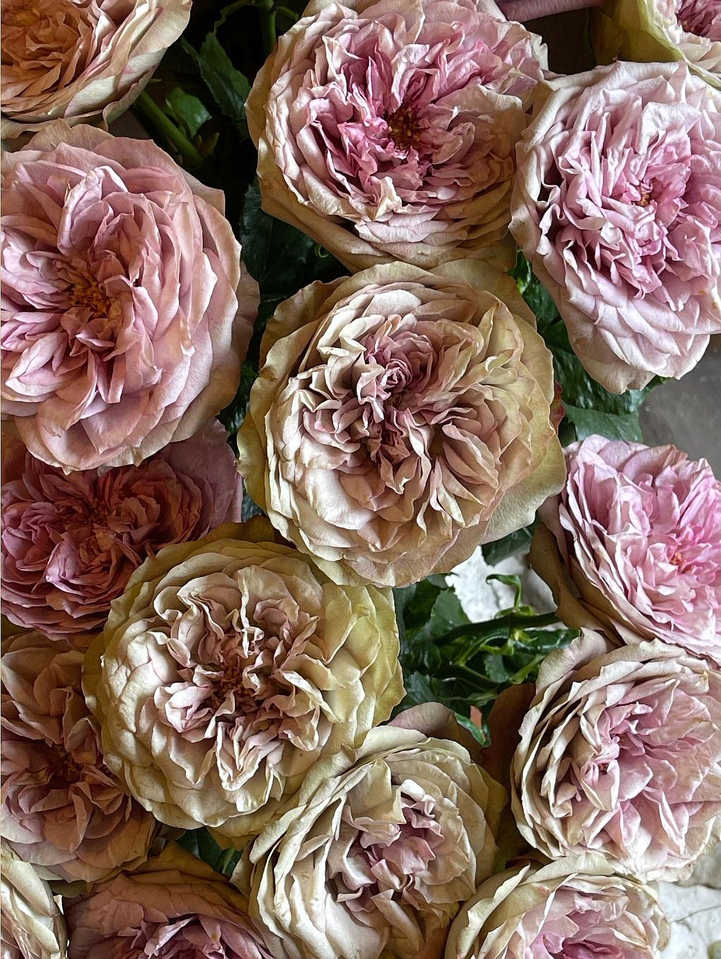 #SPJ124,Nothing without you 不能没有你/非你莫属,Japanese Florist Shrub Rose , Non-Grafted/Own Root.