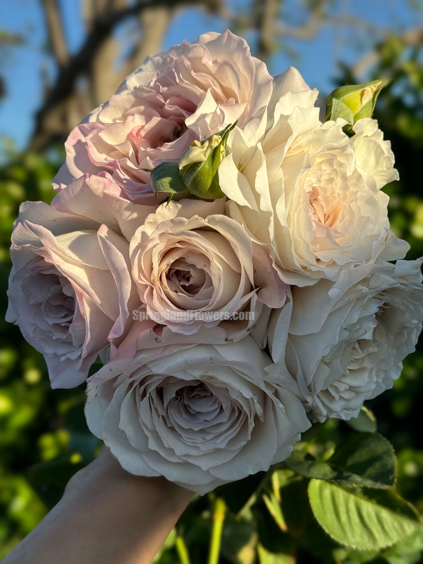 #SPJ178,Milky Pearl 珍珠牛奶, Japanese Cutting Rose, Non-Grafted/Own Root.