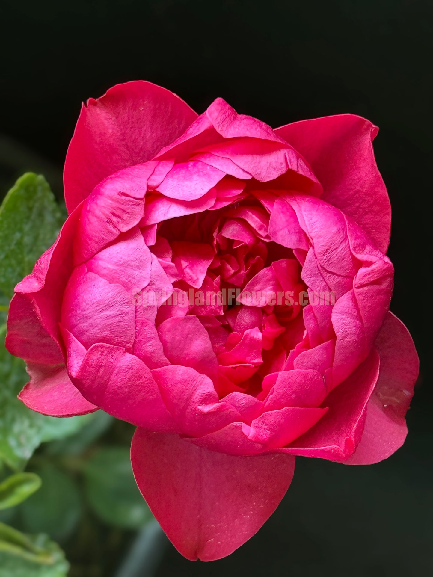 #SPJ140,Crenadine Rose 石榴汁玫瑰 ,Japanese Florist Shrub Rose, Non-Grafted/Own Root.