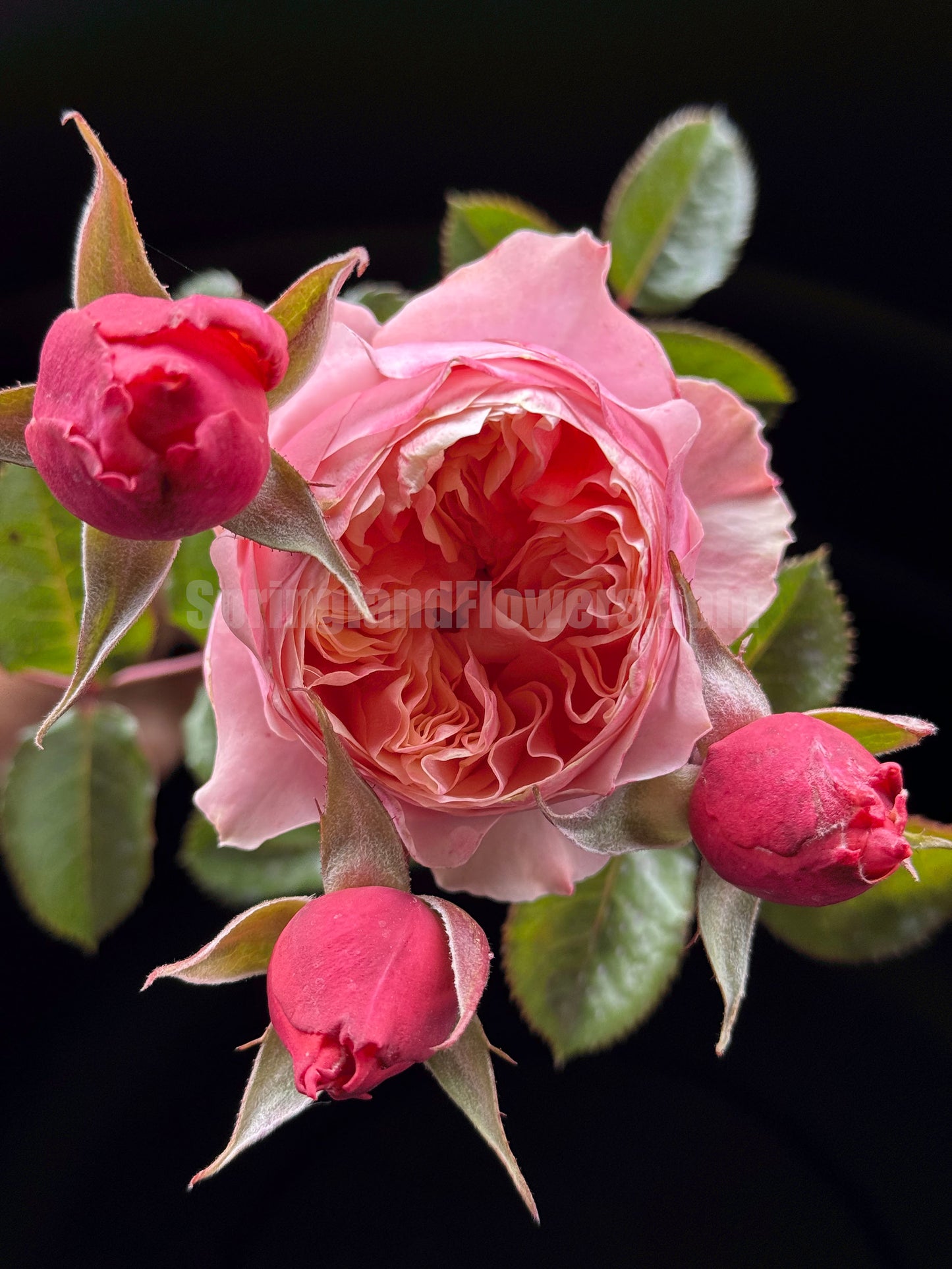 #SPN150, Vuvuzela 温柔珊瑚心,Shrub Rose,Non-Grafted/Own Root.
