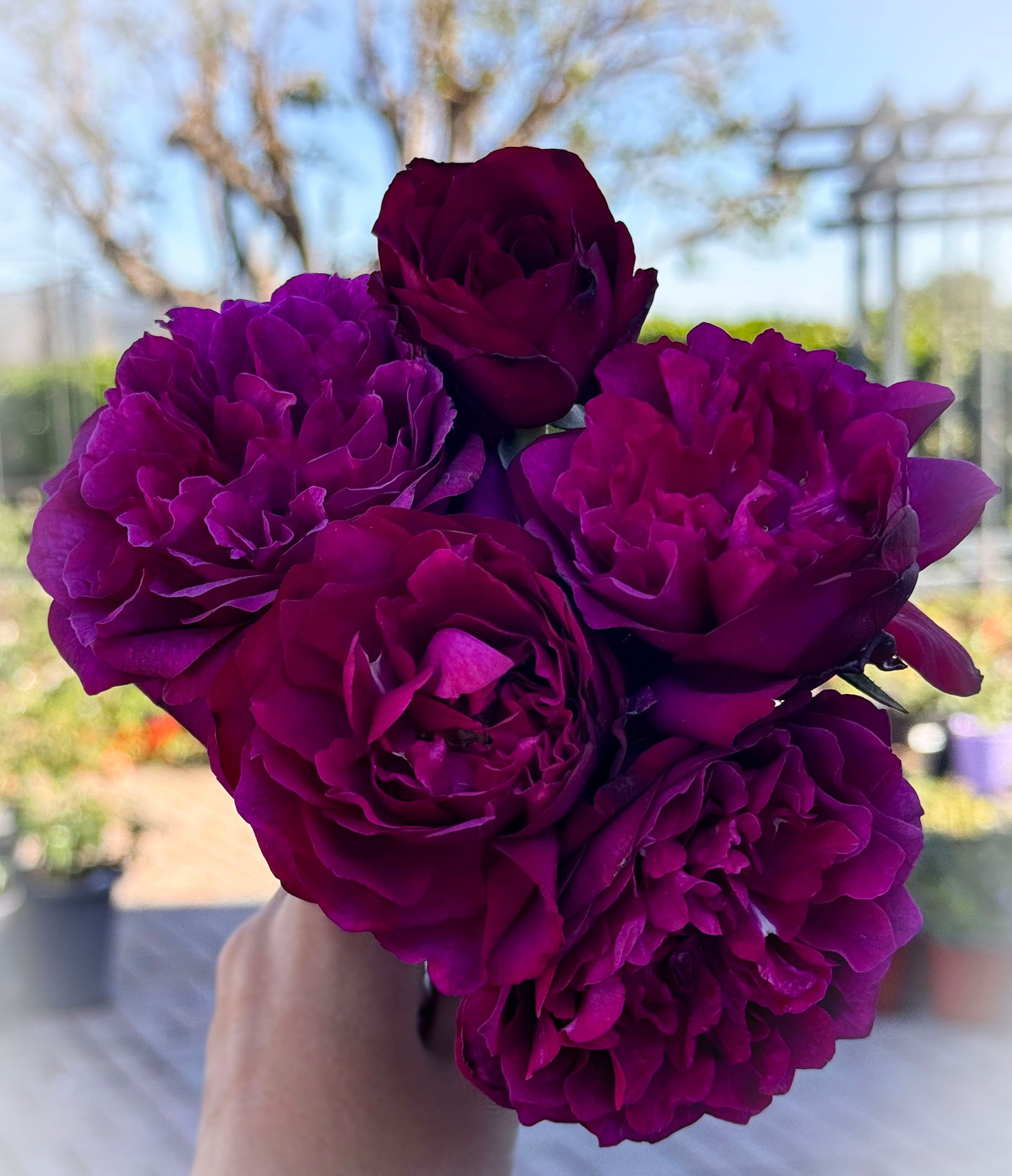 #SPJ148,Velvety Twilight 暮光之城,Japanese Floribunda Rose, Non-Grafted/Own Root.